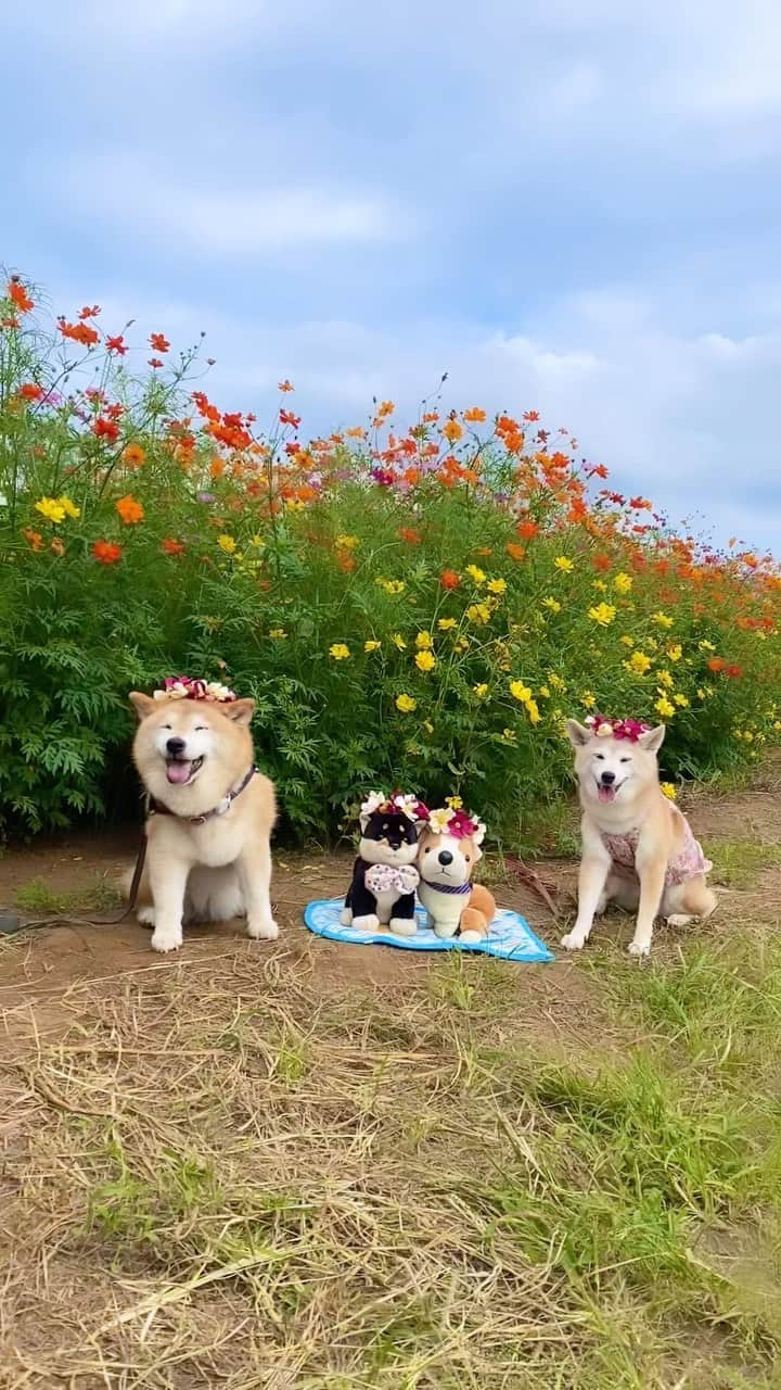 柴犬 けんしろう ゆりあのインスタグラム：「🌼🐶🐶🐶🐶🌼  2023.9.26 ご近所隊集合❤️  9年前にみんなでお出かけしたコースを巡ってみようと 健太ママと楓ママと企画段階から 懐かしさと楽しみいっぱいだった今回のお出かけ❤️  楓ちゃん号🚙に乗せてもらって lunch&コスモス畑をみんなで堪能〜🥰  16歳2ヶ月の楓ちゃんが終始ニコニコ笑顔で 元気な様子を見せてくれたことも すっかり引きこもりのゆりあさんが 土のかほりにパワーをもらってる様子も 健太くんとけんちゃんがあちらこちらで 自由自在に楽しんでる様子も(一緒にベンツ乗ったり笑) 健太ママお手製のコスモス冠🌼を 色とりどりのコスモス畑をバックにみんなで 身につけられたこともとーってもうれしかったです🥺❤️ 動画ラスト、楓ちゃんとゆりあが見つめ合って お話してるところ、きゅんとしちゃいました❤️ ママたちまだ撮ってるよ〜とか言ってたのかな？😂  新しいお出かけ先だけでなく 想い出をいーっぱい重ねてきたご近所隊のみんなとは 想い出の場所を巡るというまたもう一つの楽しみがあって その場所へ行くとうるうるしてしまうこともあるけれど それ以上に幸せを感じるのは、ご近所隊みんなとの想い出が 幸せに溢れてるからなんですよね☺️  健太ママ❤️楓ママ❤️健太くん❤️楓ちゃん❤️ お留守番してくれたふぅちゃん🐱 今回も本当に本当にありがとうございました🙏❤️  #コスモス #コスモス畑 #ご近所隊🐶」