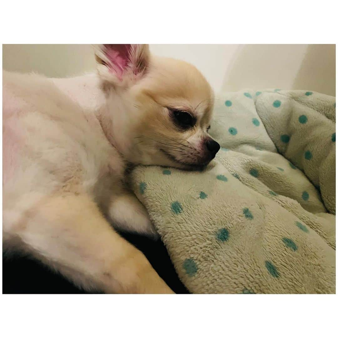 有明ゆなさんのインスタグラム写真 - (有明ゆなInstagram)「まだゴロゴロさせてよ🥺👆 . . . . #愛犬#愛犬🐶 #愛犬家 #愛犬との暮らし #ちわわん #ちわわ部 #ちわわ #ちわすたぐらむ #ちわわ親バカ部 #ちわわ大好き #チワワちゃん #チワスタグラム #チワワ #チワワ部 #チワワラブ #チワワ画像 #チワワ大好き #dog #dogstgram #dogstagram」9月30日 8時55分 - ariake_yuna