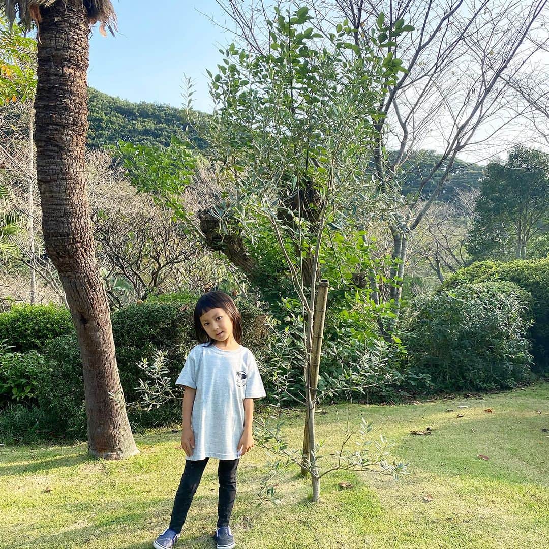 YOPPYのインスタグラム：「. 長女の記念樹はオリーブの木  #記念樹」