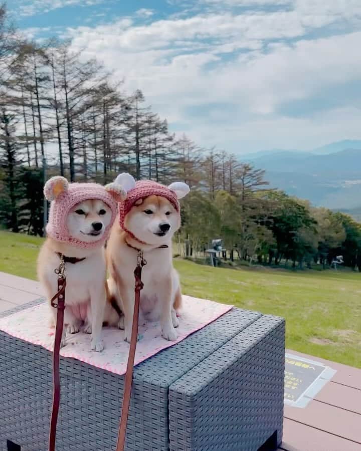 のインスタグラム：「🐶 #にこたま山梨長野旅2023夏  旅のラストは #女神のそらテラス へ。  ゴンドラはやってなかったから 山頂まで車で行ったよ⛰  ここのゲレンデ滑りやすそうだな〜 でも今スノボしたら絶対足捻るな😂  ほんとは3日目は奈良井宿に 行く予定だったけど遠いし お目当ての店がお休みだったしで やめました😎  #柴犬#豆柴#mameshiba #shibastagram#japanphoto#shibainu#犬#shibainumania#犬のいる暮らし#shiba_snap#shibainupuppy#多頭飼い#dog#いぬすたぐらむ#puppy#dogstagram#instadog #doglover#pecoいぬ部#pecotv#いぬのきもち部#狗#子犬#barked#9gag#9gagpets#시바견」