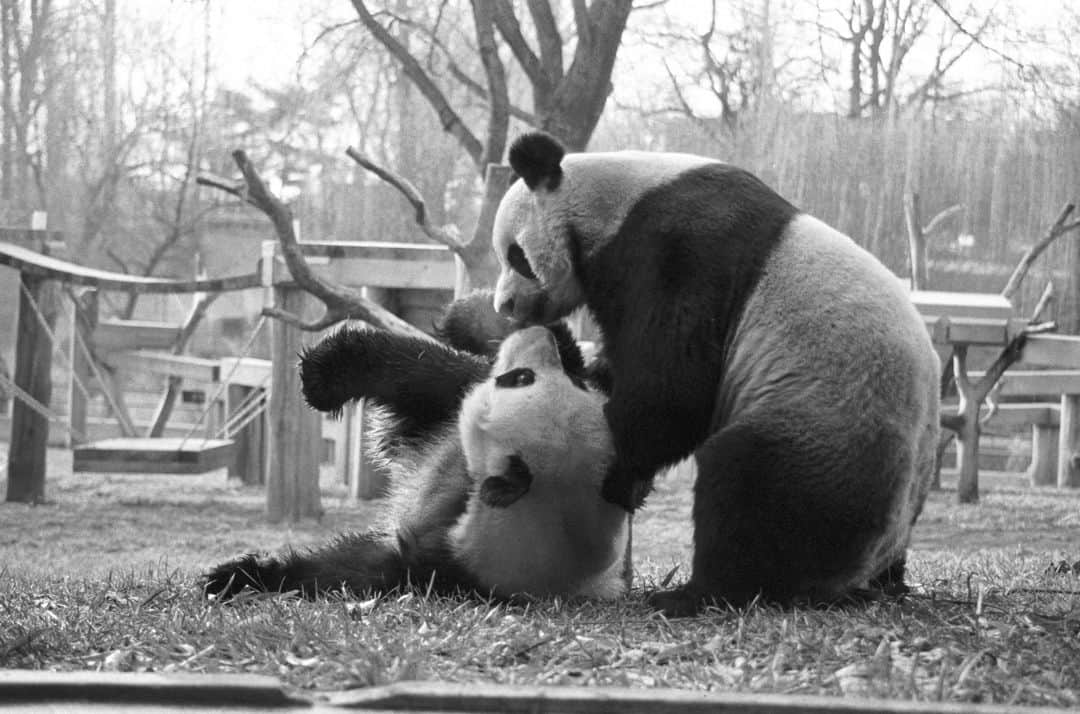 スミソニアン国立動物園さんのインスタグラム写真 - (スミソニアン国立動物園Instagram)「For more than 50 years, giant pandas have captured the attention of D.C. residents and visitors alike. Whether you grew up with our iconic black-and-white bears or are new to the panda-monium, we’d love to hear your favorite memories of the giant pandas. Submit your photos and stories using the link in our bio, and they may be shared to panda fans around the globe! #PandaPalooza   Image descriptions: First image is a black and white photograph of panda bears Ling-Ling and Hsing-Hsing playing in their outdoor enclosure. Second image is a photo of panda bears Mei Xiang and Tian Tian eating bamboo together while snow falls around them.」9月30日 0時46分 - smithsonianzoo