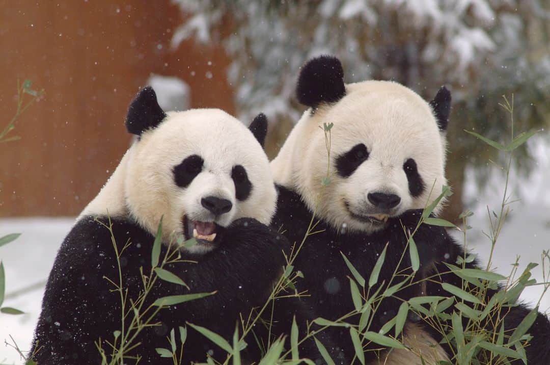 スミソニアン国立動物園さんのインスタグラム写真 - (スミソニアン国立動物園Instagram)「For more than 50 years, giant pandas have captured the attention of D.C. residents and visitors alike. Whether you grew up with our iconic black-and-white bears or are new to the panda-monium, we’d love to hear your favorite memories of the giant pandas. Submit your photos and stories using the link in our bio, and they may be shared to panda fans around the globe! #PandaPalooza   Image descriptions: First image is a black and white photograph of panda bears Ling-Ling and Hsing-Hsing playing in their outdoor enclosure. Second image is a photo of panda bears Mei Xiang and Tian Tian eating bamboo together while snow falls around them.」9月30日 0時46分 - smithsonianzoo
