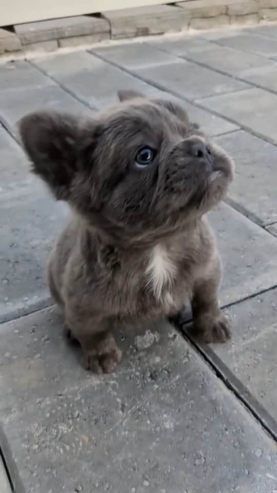 French Bulldogのインスタグラム：「He's TOO CUTE ❤️❤️❤️ @fergusonbulldogs  . . . . . #frenchies #frenchiepuppy #frenchbulldogpuppy #frenchbulldog #puppies」