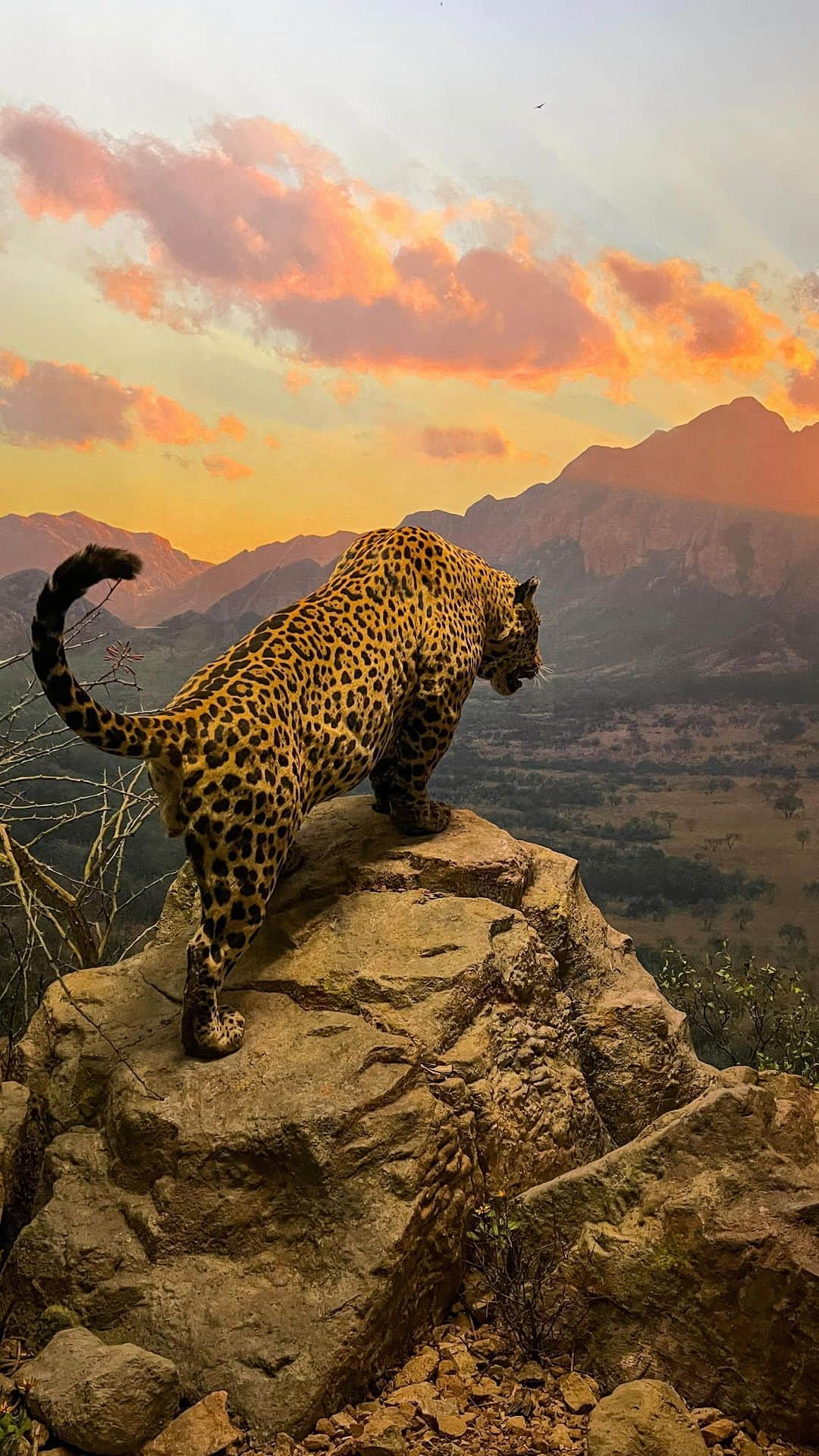 アメリカ自然史博物館のインスタグラム：「🐆Did you make the right guess? The range of these big cats span the southwestern United States to Argentina. Unfortunately, poaching along with habitat and prey losses have significantly reduced their original range.   #museums #amnh #STEM #caturday #BigCats #diorama」