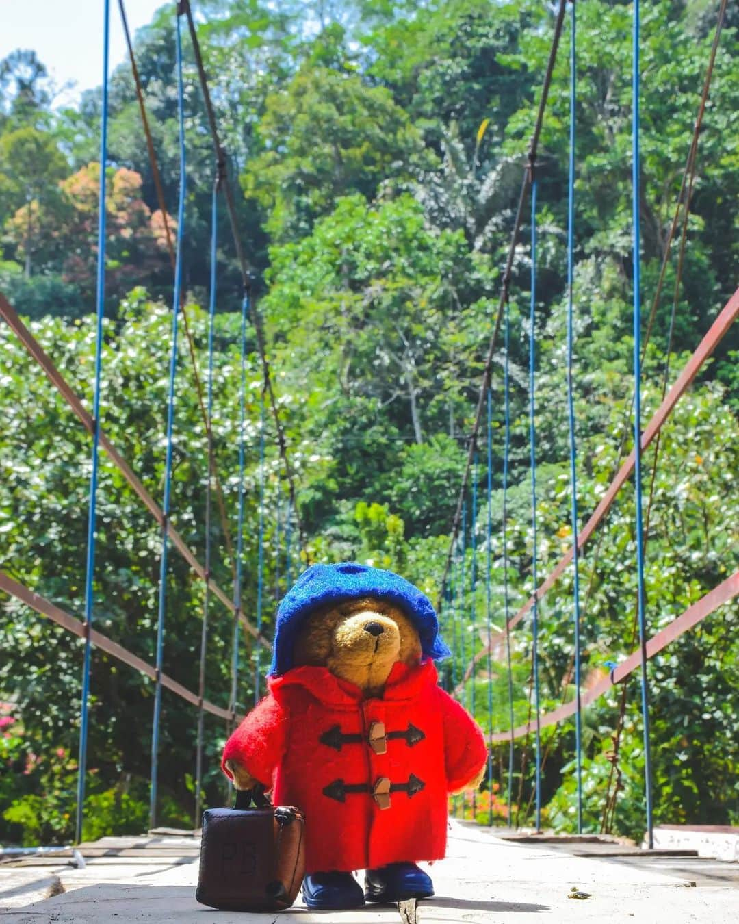 Paddington Bearのインスタグラム：「Ending the week with a forest walk 🍃  📸 @abearcalledpaddington」