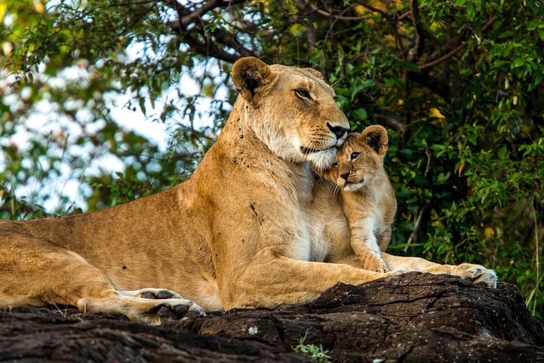 ナショナルジオグラフィックのインスタグラム：「Photo by @beverlyjoubert | Much like other lion range states, Kenya grapples with a host of threats to its lion population. Yet the country’s vast wilderness areas remain critical strongholds for these most social of the big cats. The trials and tribulations of lion life that play out against this iconic backdrop have long been a source of inspiration for so many storytellers. From intricate family dynamics to fierce struggles for survival, it is easy to be captivated by lions. Our hope is that we can channel this enduring fascination into tangible action. It is urgently needed to ensure lions and their stories endure. To see more of my work, follow me @beverlyjoubert.」