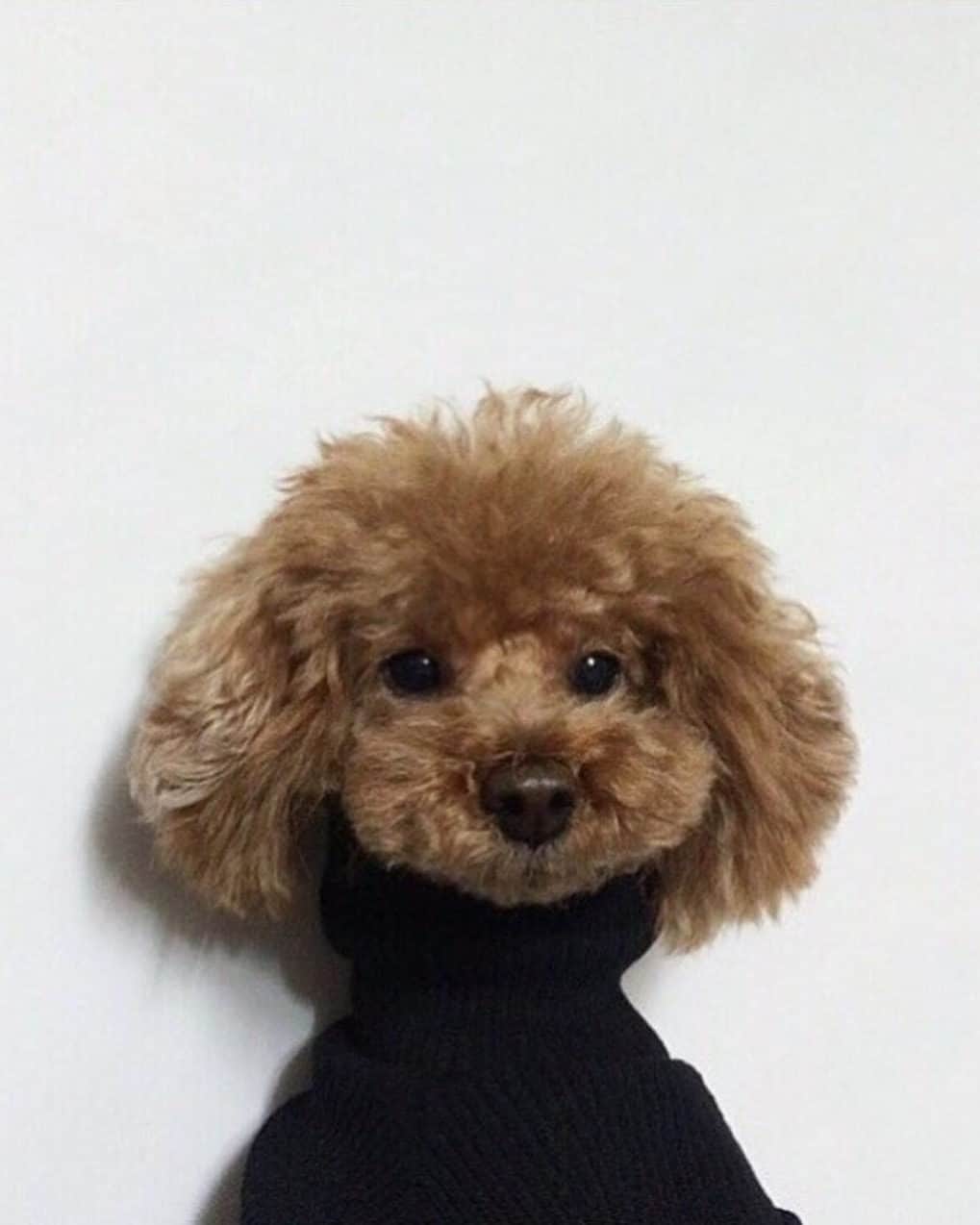 シドニーエヴァンのインスタグラム：「Sweater Weather 😊 #SydneyEvan   📷: Pinterest」