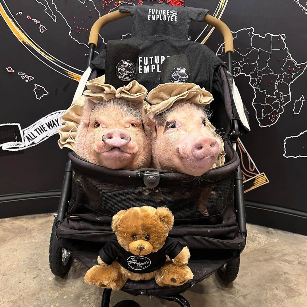 Priscilla and Poppletonのインスタグラム：「Just a couple of pigguccinos celebrating #NationalCoffeeDay from their favorite coffee shop @bittyandbeauscoffee. If you haven’t heard of this amazing company, they employ people with intellectual and developmental disabilities creating a path for them to be more valued, accepted and included in every community. It’s simply PIGTASTIC! The original shop opened in 2016 in NC, but one of mommy’s former high school friends and fellow Bama grads opened one last year in Jacksonville, FL.  ThOINKs Mrs. Lissie for having us and inviting us back for your one year anniversary celebration on Nov. 18th. Mark your calendars and stay tuned for more info…🐷💗☕️ #bittyandbeauscoffee #jacksonvillefl #PrissyandPop」