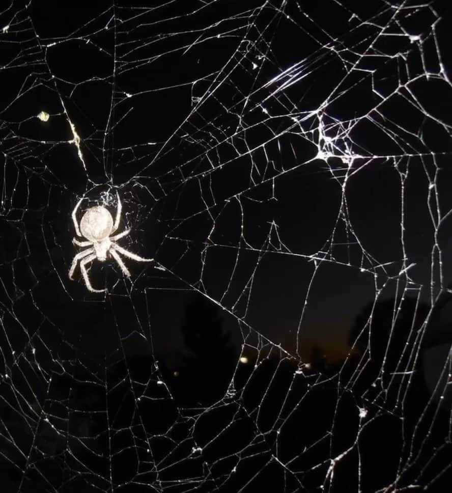 マギー・リンデマンのインスタグラム：「…🕷️」