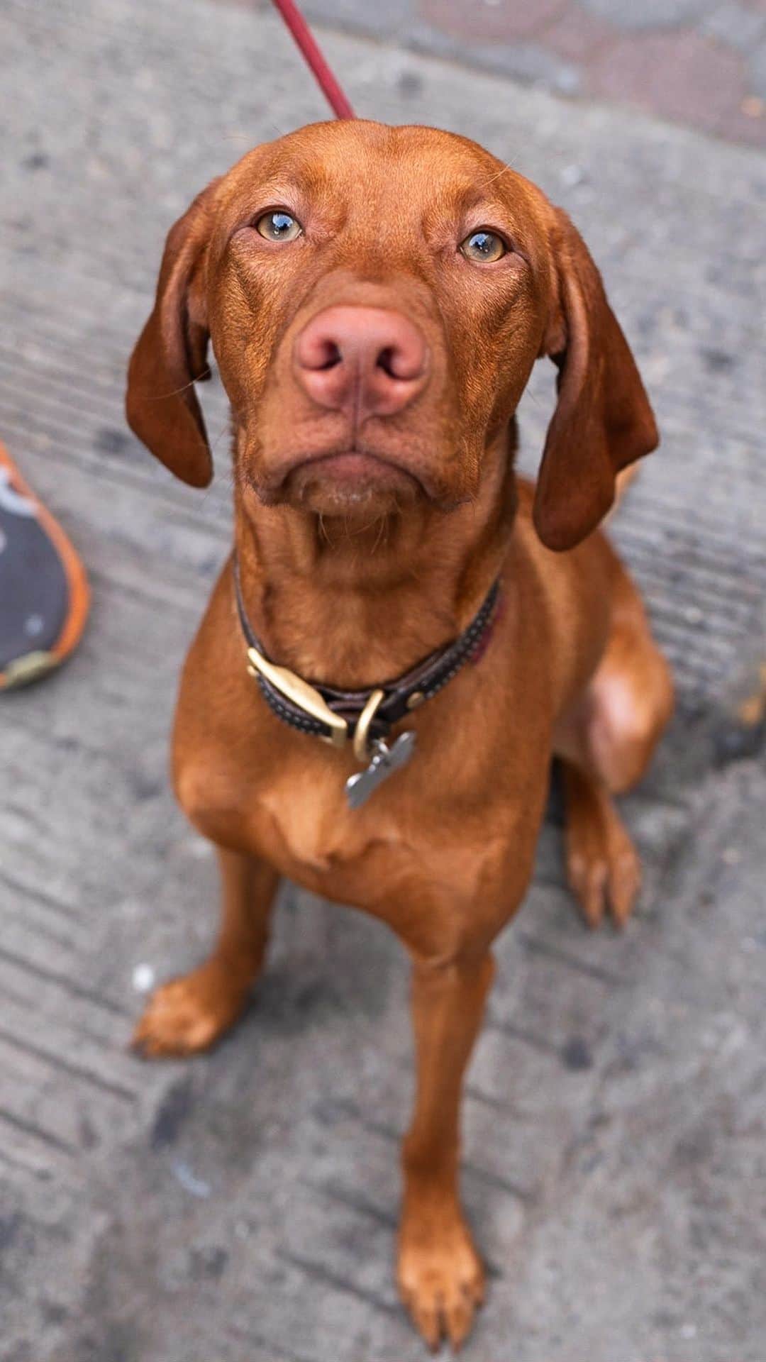 The Dogistのインスタグラム：「Roux, Vizsla (7 m/o), Sullivan & Prince St., New York, NY • “She’s my third Vizsla – they’re the most loving dogs. They’re a lot of work, a lot of high energy. I can go on a bike or rollerblading for 20 miles, and she’ll go the whole 20 miles and not even think twice about it. They just need that. I think she’s the smartest one we’ve had, but the most high-strung one. They’re big velcro dogs – they love being held and they’re very relaxed. They trust their owners, and they trust people. She also shows – she’ll qualify for Westminster.” @ringo_roux   How many miles can your dog run?」