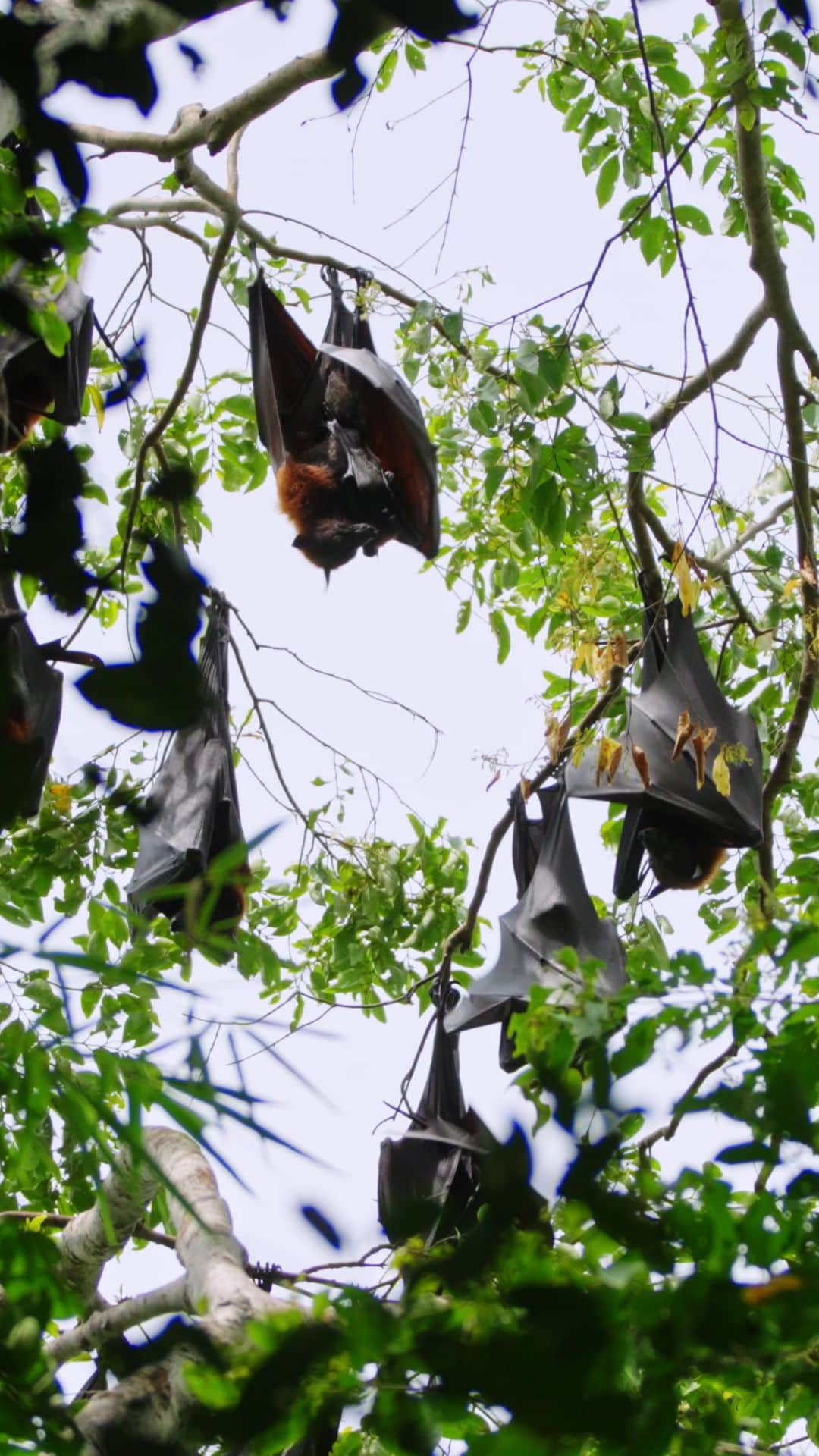 ナショナルジオグラフィックのインスタグラム：「The butterfly effect is the idea that a minor action in one part of a complex system can have major impacts elsewhere. It’s a useful metaphor that highlights the interconnectedness of our planet. Through rewilding a garden, communal urban farming, or even eco-friendly changes around the home, small choices could snowball into productive planetary payoffs. National Geographic Explorer Adrià López-Baucells (@adria.baucells) sets out to see the butterfly effect in action, witnessing how a simple dandelion can kickstart a series of positive environmental events. | @Zurichinsurance invites you to discover how supporting nature makes tomorrow more resilient. Whether it’s rewilding a garden or restoring a forest, we all have a part to play. #RewildYourLife」