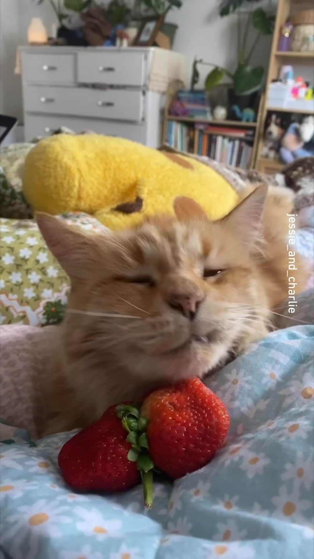 9GAGのインスタグラム