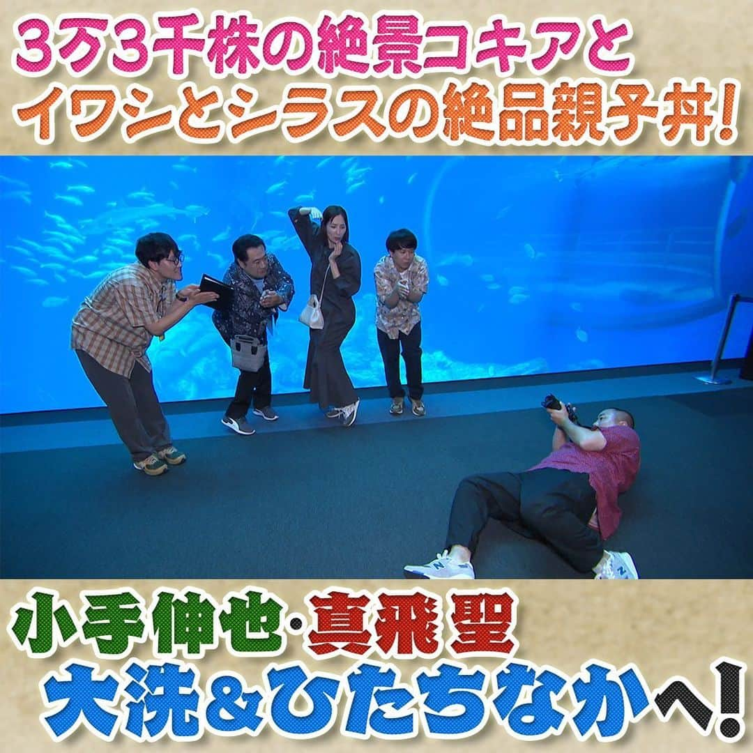 フジテレビ「なりゆき街道旅」のインスタグラム：「明日10/1(日)12:00～放送のなりゆき街道旅は小手伸也と真飛聖と行く茨城県大洗 •ひたちなかをなりゆき旅🚶  国営ひたち海浜公園の絶景コキアに感動🌳 真牡蠣に常陸そば！港町ならではの絶品グルメを堪能🦪 人気の水族館でアシカとの触れ合いに一同大興奮🦭  #なりゆき街道旅  #フジテレビ #茨城県  #大洗  #ひたちなか  #ハナコ  #小手伸也  #真飛聖  #国立ひたち海浜公園  #コキア  #真牡蠣  #常陸そば  #アシカ  #海の幸  #大洗グルメ  #大洗海鮮市場」