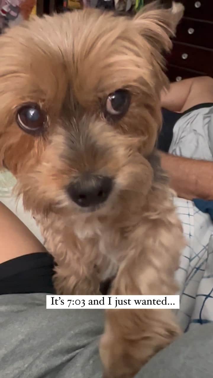 のインスタグラム：「Sammy 💭 Just saying.. 🥹♥️🥰 #Whispering #HungryBaby #JustSaying #AlarmClock #PreciousDog #ILoveHimSoMuch #hamDog #TimeToEat #ChopChop #SoHangry」