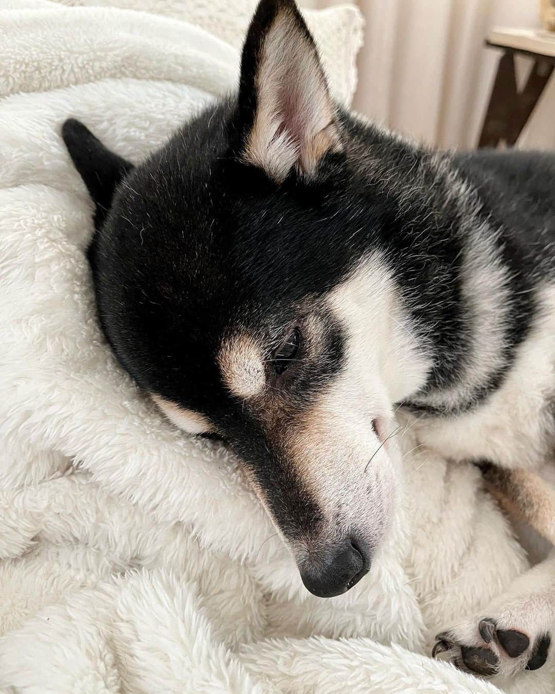 高見恭子さんのインスタグラム写真 - (高見恭子Instagram)「あなたの優しい夢のなかでまたあいましょう。  #dog#doglife  #猫と犬のいる暮らし  #kuroshiba#kuroshibainu #shiba #shibainu  #lovedog #lifeisbeautiful」9月30日 5時33分 - takami_kyoko