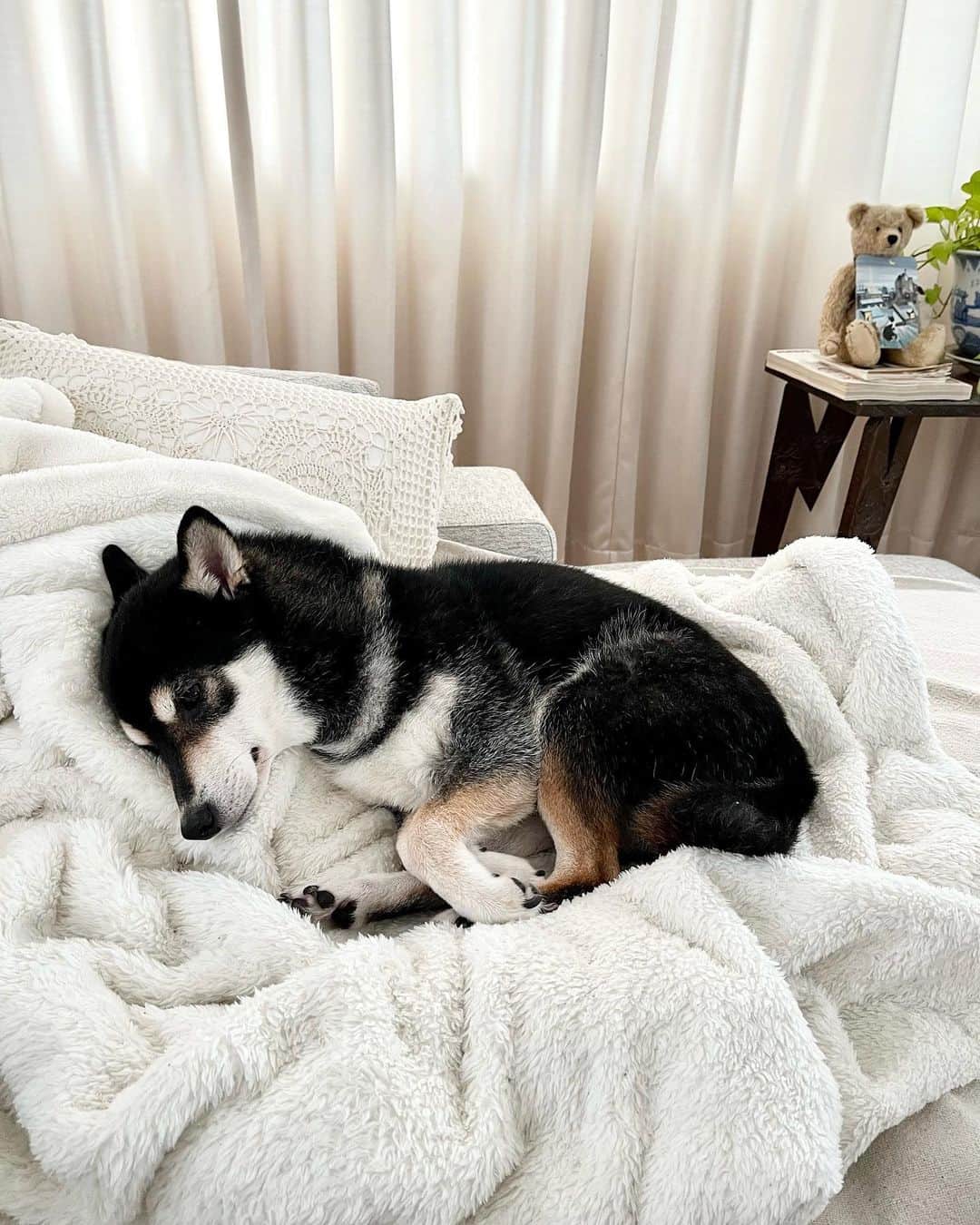 高見恭子のインスタグラム：「あなたの優しい夢のなかでまたあいましょう。  #dog#doglife  #猫と犬のいる暮らし  #kuroshiba#kuroshibainu #shiba #shibainu  #lovedog #lifeisbeautiful」