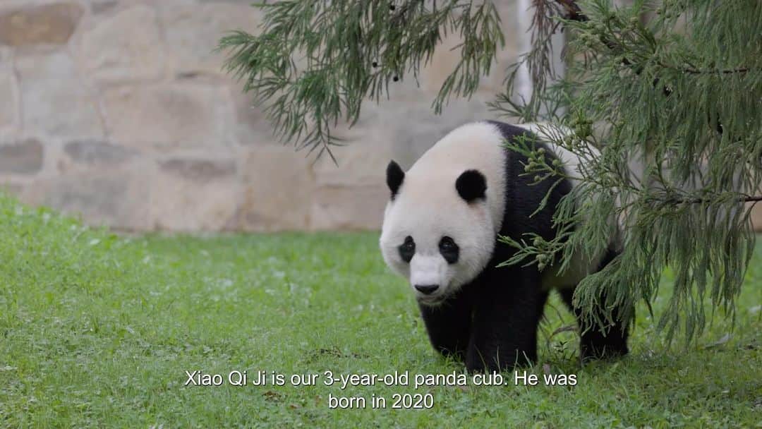スミソニアン博物館のインスタグラム：「🐼 Pure panda joy from our “little miracle,” Xiao Qi Ji.  . . . ❤️ From the moment his hearty squeal heralded his arrival, giant panda cub Xiao Qi Ji became one of the most beloved bears on the planet. With each snuggle, sassy vocalization and sampling of new snacks, Giant Panda Cam viewers delighted in the pure joy of this “little miracle” born under extraordinary circumstances. Keeper Mariel Lally looks back at how this curious cub and his adorable antics have inspired the conservationist in all of us. . . . 🎉 Cele-bear-ate Xiao Qi Ji’s legacy with us during #PandaPalooza, sponsored by @boeing and @eventsdc, now through Oct. 1! Bid our pandas a giant farewell as they prepare to go to China later this year. Get your #free entry passes and take @metroforward to the Zoo, if you’re not driving. 🎟️VISIT: https://s.si.edu/3P7ItV9. (Link in bio.) . . . @smithsonian」