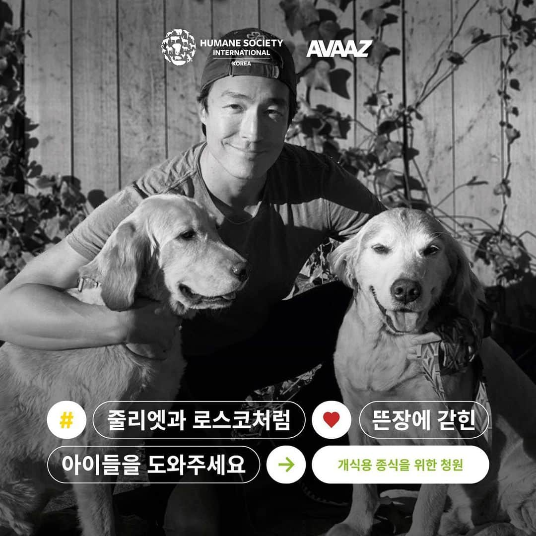 ダニエル・ヘニーのインスタグラム：「현재 한국에서 개식용 종식을 위한 네 개의 법안이 국회에 발의되어 있습니다. 정당의 구분 없이 개식용 종식에 한마음 한뜻으로 목소리를 내고 있습니다. 이런 순간이 오기까지, 제가 오랫동안 지지해오고 있는 @HSIKOREA (한국 HSI)는 개식용 이슈에 대해서 수년간 힘써왔습니다. 그리고 이 법안들이 통과될 수 있도록 최선을 다하고 있습니다. 지금, 한국 HSI 가 AVAAZ 와 함께 법안 통과를 위해 여러분들의 목소리를 필요로 하고 있습니다.  저와 줄리엣도 한국 HSI의 구조가 아니었다면 만나지 못했을 것입니다. 매일 줄리엣과 행복한 시간을 보내면서도 아직 한국에 이전 줄리엣과 같은 수십만 마리의 개들이 개식용 농장에서 고통받고 있는 것을 생각합니다. 여러분, @HSIKOREA 인스타그램 프로필 링크를 클릭하시고, 현재 진행하고 있는 개식용 종식 법안 통과를 위한 청원에 서명해 주세요! 감사합니다. We've reached a really pivotal moment for dogs in South Korea, where politicians from all parties are at last talking seriously about the possibility of ending the dog meat industry. Four legislative bills have been introduced, with unprecedented support from National Assembly members. My friends at @HSIKorea have been working incredibly hard for years to reach this moment, and now they really need our help to make change happen. Please sign and share the Avaaz petition [link in bio] to show your support for an end to the suffering of dogs for the meat industry. Were it not for rescue by HSI/Korea, my beautiful Juliette's life would have ended on the dog meat farm where she was found. I am thankful every day that she is safe and loved, but we have a chance to end the suffering for so many thousands of dogs just like her. So please click the link in the @hsikorea bio to sign and share today, and follow @HSIKorea to keep updated on this campaign. Thank you. ❤️❤️」