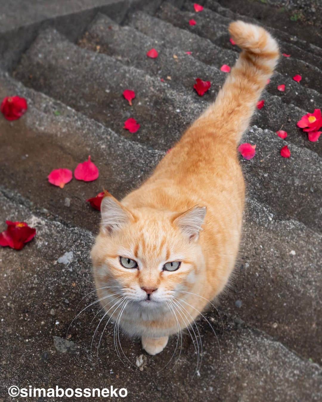 simabossnekoさんのインスタグラム写真 - (simabossnekoInstagram)「・ 花と猫🐱💐絵になります。 Flowers look good on cats. Swipeしてね←←🐾  ※写真は全て「品川キヤノンオープンギャラリーねこ写真展2023」に際して制作したオリジナルフォトブックより  ●品川キヤノンオープンギャラリーねこ写真展2023は、本日10時より開催。  simabossnekoは本日(9/30日 )14時～17時に在廊予定です  9月30日は多くの写真家さんが在廊される予定ですので、是非この機会に足をお運びくださいませ🐾  ・ 【お知らせ】 「品川キヤノンオープンギャラリーねこ写真展2023」の開催にあたって、オリジナルフォトブックを制作させていただきました。  『しまねこ 〜Island Cats〜』 ソフトカバーA4 42ページ  写真展の開催期間中、ギャラリー内にフォトブックを置いていますので、併せてご覧いただけたら幸いです😸✨  ●写真展詳細● 品川キヤノンオープンギャラリーねこ写真展2023 ～今を生きる猫たちのキオク・キロク～  日本各地で活動する猫写真家39名が、猫たちの日常をとらえた作品を展示する写真展です。  ●開催日程：2023/9/20(水)〜10/26(木)  10時〜17時30分　日曜・祝日休館  ●場所：〒108-8011  東京都港区港南2-16-6 キヤノンSタワー2F キヤノンオープンギャラリー2 ●入場無料 ・ ・ 【Notice】 On the occasion of the Shinagawa Canon Open Gallery Cat Photo Exhibition, An original photobook was created.  “Shimaneko ~Island Cats~” Softcover A4 42 pages  During the period of the photo exhibition, along with the exhibited works, the photobook is in the gallery, so I would be happy if you could take a look at it as well.  ●Explanation of photo exhibition●  Shinagawa Canon Open Gallery Cat Photo Exhibition 2023 ～Imao ikiru neko tachino Kioku, Kiroku～  This is a photo exhibition featuring works by 39 cat photographers active in various parts of Japan that capture the daily living of cats. Please take this opportunity to visit us.  ●Event dates: Wednesday, September 20, 2023 – Thursday, October 26, 2023 10:00-17:30 Closed on Sundays and holidays  ●Location: 〒108-8011 2-16-6 Konan, Minato-ku, Tokyo Canon S Tower 2F Canon Open Gallery 2 ●Free admission  ・ #しまねこ #島猫 #ねこ #にゃんすたぐらむ #猫写真 #cats_of_world #catloversclub #pleasantcats #catstagram #meowed #ig_japan #lumixg9」9月30日 6時48分 - simabossneko