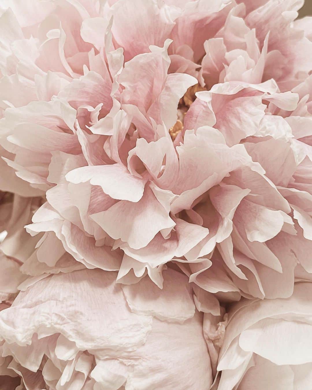 Yukicoさんのインスタグラム写真 - (YukicoInstagram)「🍃🌸🍃🌸🍃  ————————————————————— 見てくださる方にプラスになる投稿をしていきます 是非いいね♡フォロー♡ よろしくお願いいたします𓅟 私の写真の編集については フォトレッスンでレクチャーをしています —————————————————————  #flowers#flowerpower#flowerphotography#flowerporn#flowerslovers#flowerstagram#bouquet#bouquets#btsarmy#jiminpen#btsjimin #ジミンペン」9月30日 6時59分 - yukicolifecom
