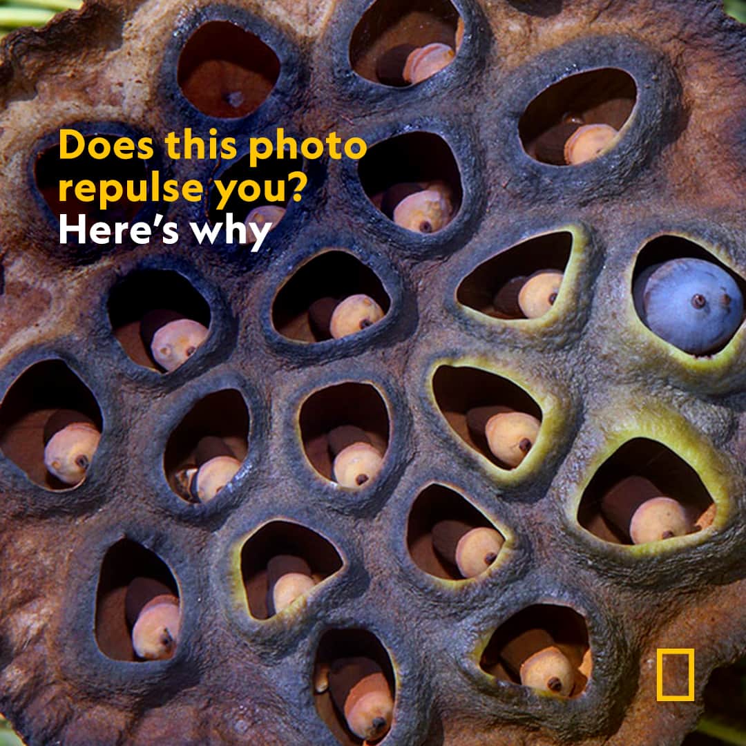 ナショナルジオグラフィックのインスタグラム：「If you answered "yes," then you may have a trypophobia—the fear of small holes and one of the Internet's most talked about phobias that you may not have heard of by name. Learn about a new study offering one theory for why trypophobia causes some people so much disgust at the link in bio.  Photograph by George Grall, Nat Geo Image Collection」