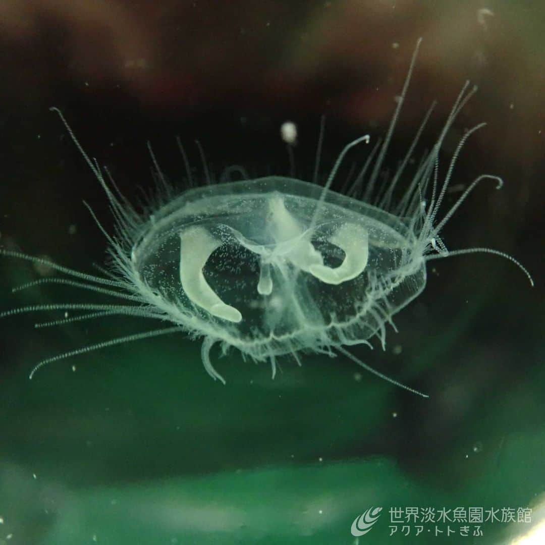 世界淡水魚園水族館 アクア・トト ぎふのインスタグラム：「淡水に生息するクラゲ、マミズクラゲの展示が今日からスタート！  一度現れた場所に毎年現れるとは限らず、その一方で、今まで見られなかった場所に突然現れることもあるため、なかなか目にすることができません。 この機会にぜひご覧ください。  ※展示終了時期は未定です。  #アクアトト #水族館 #aquarium #マミズクラゲ #オアシスパーク #河川環境楽園」