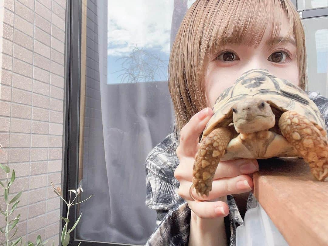 高松雪乃のインスタグラム：「おはようございます！ 久しぶりの登場🐢 まんじまる大きくなったよ✨  今日で9月も終わりですね🍁はやい 良い週末を✴︎  #みなさんのペット見せてください ♡ #ヒョウモンガメ　#リクガメ　#爬虫類」