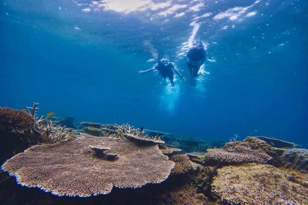 ANA.IC.MANZA.BEACH.RESORTさんのインスタグラム写真 - (ANA.IC.MANZA.BEACH.RESORTInstagram)「ボートシュノーケリング 万座ビーチ湾内をボートで抜け出し、サンゴ礁の群生のあるとっておきのスポットへご案内します。”世界一サンゴと人にやさしい村”を目指す恩納村。当リゾートでもサンゴ礁を保全することを目的としたダイビング・シュノーケリングの国際基準Green Fins（グリーンフィンズ）の正式認定を受け、サンゴにやさしい、上質なシュノーケリング体験を提供します。 詳しくはプロフィールのリンクから。  Boat Snorkeling We will escort you by boat out of Manza Beach Bay to a very special spot with a coral reef colony. Onna Village aims to be the most coral and people-friendly village in the world. Our resort is officially certified by Green Fins, an international standard for diving and snorkeling that aims to preserve coral reefs, and offers a high-quality, coral-friendly snorkeling experience. For details and reservations, please tap the link in bio.  #InterContinentalANAManzaBeachResort #ANAInterContinentalManzaBeachResort #ANAインターコンチネンタル万座ビーチリゾート #ANA万座ビーチリゾート #シュノーケリング #スノーケリング #Snorkeling #サンゴ礁 #ウミガメ #恩納村旅行 #万座ビーチリゾート #万座ビーチホテル #沖縄アクティビティ #親子旅行 #沖縄の海 #沖縄女子旅 #沖縄好き #沖縄観光 #沖縄家族旅行 #沖縄旅 #沖縄観光スポット #沖縄旅行 #沖縄ビーチ #恩納村ホテル #海中旅行 #海の世界」9月30日 17時47分 - ana.ic.manza.beach.resort