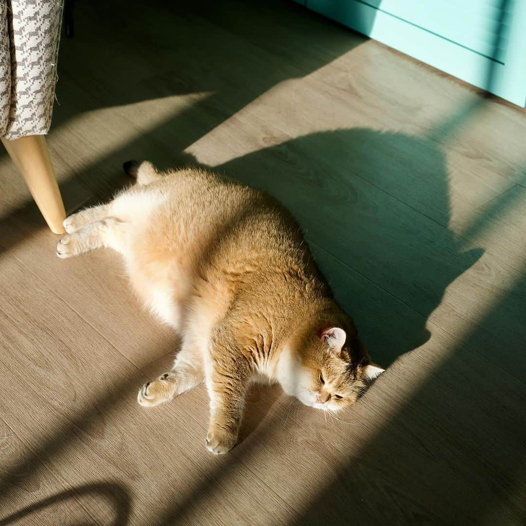 Hosicoさんのインスタグラム写真 - (HosicoInstagram)「Who does my shadow look like? 👤🐽」9月30日 17時56分 - hosico_cat