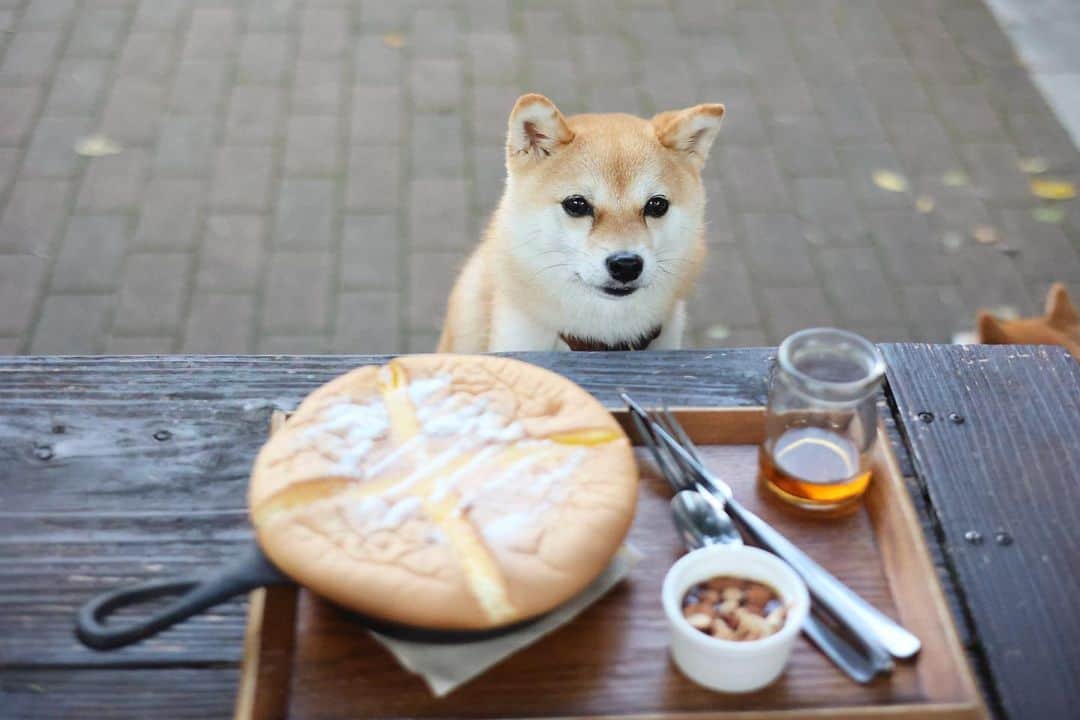 のインスタグラム：「🥞 「ぐりとぐら」のパンケーキ、 ひさびさに食べた〜 @comma_coffee118  塩キャラメルとレモンシロップを 選べたけど塩キャラメルに。  フワフワでおいしい😋 ボリューミーだから2人で1つがオススメ🐷  しかし、蚊が多くて足を6箇所くらい 刺された気がする〜😵  早く蚊、いなくなれー‼️  #柴犬#豆柴#mameshiba #shibastagram#japanphoto#shibainu#犬#shibainumania#犬のいる暮らし#shiba_snap#shibainupuppy#多頭飼い#dog#いぬすたぐらむ#puppy#dogstagram#instadog #doglover#pecoいぬ部#pecotv#いぬのきもち部#狗#子犬#barked#9gag#9gagpets#시바견」