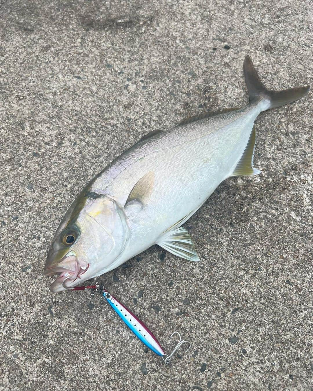 金田彩奈さんのインスタグラム写真 - (金田彩奈Instagram)「‪🎣‬  これなんだろ？ カンパチの幼魚🤔？  #バイク #バイク女子 #バイク乗り #バイクのある生活 #バイクのある風景 #バイク好き #バイクが好きだ #バイク好きな人と繋がりたい #バイク乗りと繋がりたい #バイク旅 #バイクツーリング #バイクが好きだ #カブ #スーパーカブ #アングラー #釣り女子 #釣りガール #cub #supercub #cb400 #gsxs1000gt #bike #bikelife #biker #bikegirl #motercycle #bikeweek #bikewear #angler」9月30日 18時10分 - ayn120