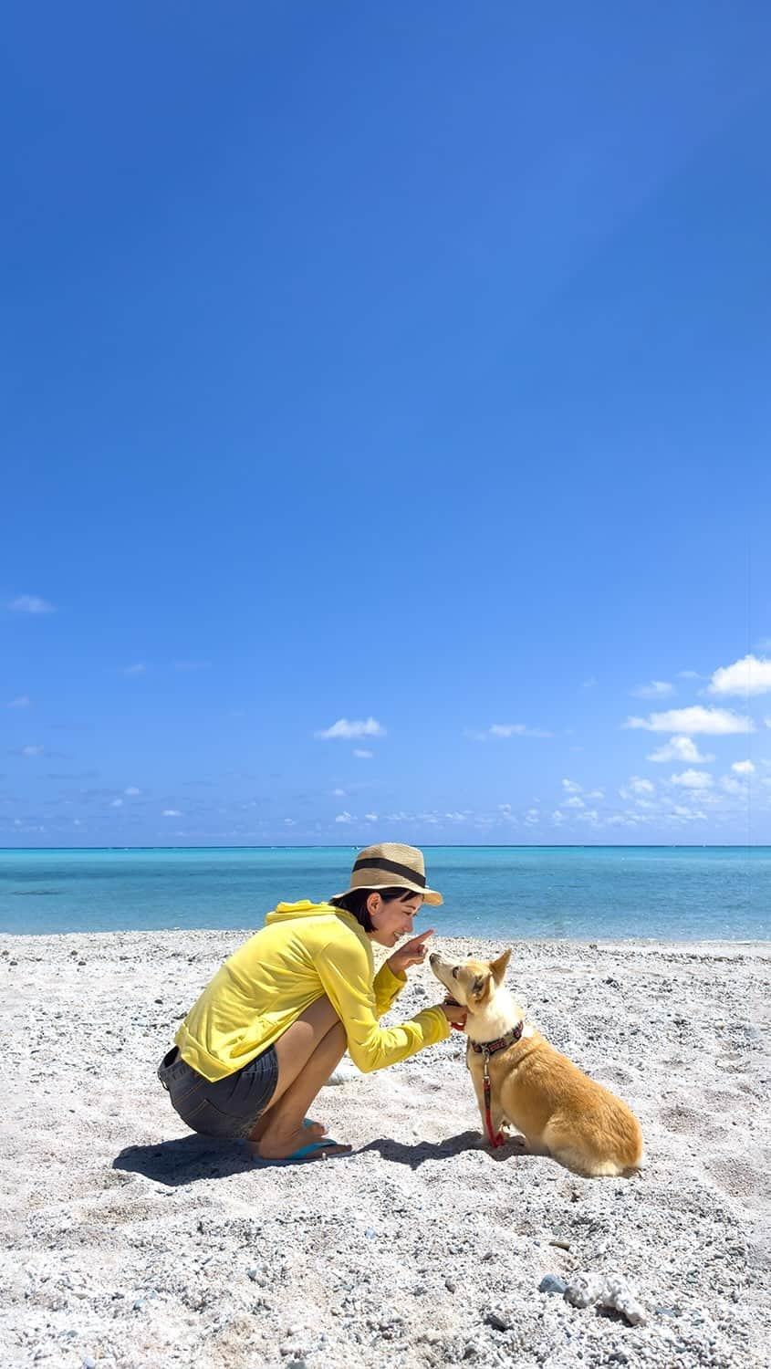 詩歩のインスタグラム：「🐶🏝️🤿  青い海とかわいいコーギー。癒やし効果はんぱないでしょ…！？Blue sea and cute corgi. The best combination to be healed!  ここは鹿児島県 最南端の島#与論島 。 干潮時にしか現れない”幻の砂浜” #百合ヶ浜 のツアーで、久しぶりに看板犬”ユズちゃん”に会えました🥰 2014年、2019年につづき今回が3回目。いま10歳くらいだそうで、私のインスタを遡るとそれぞれ昔のユズちゃんの様子が見れます🐶笑  動画はツアーの待ち時間中に、ビーチで遊ばせてもらった様子。あ〜癒やされたなあ〜〜〜☀  #marine5 さんのツアーで行くと会える確率が高いはず！（marine5さんは申込みが電話ONLYなんだけど、前日に再度確認すべし🙆‍♀️今回忘れられてたみたいなので電話してよかった笑）　投稿できてなかった与論島、ここからアップしていきますね📷  鹿児島の写真はこのタグでまとめています / Posts of this area can be found in this tag.→ #shiho_kagoshima   This is #Yoronto , a resort island close to #Okinawa in Japan. I got to meet the tour company's corgi, Yuzu, when I participated in an activity at #Yurigahama beach, called the "phantom sand beach" that only appears at low tide! This is the third time I've met Yuzu, following 2014 and 2019. He/she is about 10 years old now. If you go on a tour with marine5, you have a good chance of meeting him!  🫶 thank you @camel8326  📷 10th Sep 2023  📍鹿児島県 与論島 / Yoron Island, Kagoshima Japan  ©︎Shiho/詩歩」