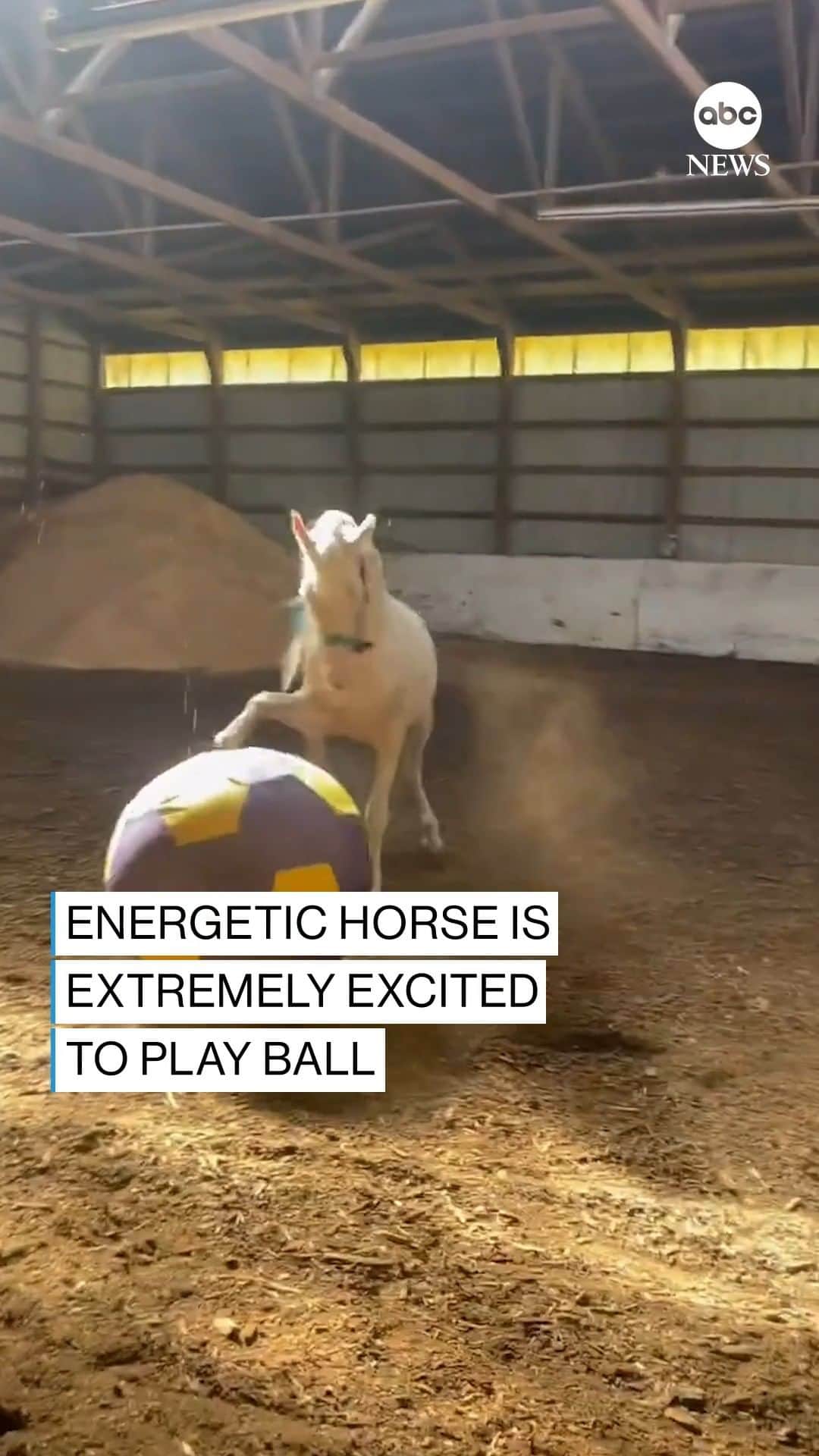 ABC Newsのインスタグラム：「Racing into the weekend like ... ⚽🐎」