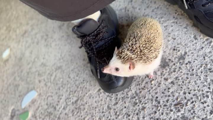 ラド&ティンクのインスタグラム：「A hedgehog that never leaves its owner's side  model ： Liam  こうやって離れなくなってきたら、 もう帰ろうの合図かな？  ハリネズミを飼う前は、 こんなに飼い主を認識してくれるって思わなかった。  お家ではこんな風に寄ってきたりしないけど、 知らない場所に来ると 安心できる匂いってわかってくれるのかもね。  #はりねずみのリアム #はりねずみ #ハリネズミ #針鼠 #igersjp #pecotv #hedgehog #hedgie」