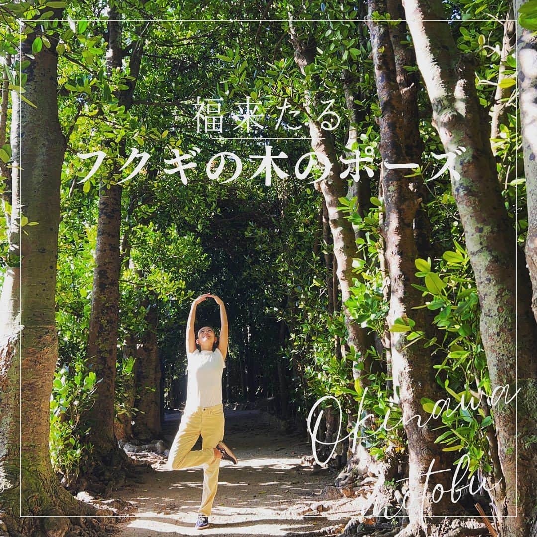 高松いくのインスタグラム：「🌳 .  フクギ並木をご存知ですか？  フクギの実には3つの種が入っていて  同じように育てても  3つ同じ様には育たない  私は3人兄姉ですが  まっっっったく違います（笑）  でも、共通していることは 自分の好きな事をしている事。 それぞれ。  あまり、直接は言わないけど とても刺激をもらっている  誰も教師を継がなかったけど 自由に生きろと言ってくれた両親に 恩返しが出来る事は  逞しく、のびのびと、太陽に向かって 生きていく事  枝の様にいろいろ伸ばし 楽しむ事  フクギ並木を見ていると 上を向いて歩きたくなる  ここは 自分の福が何かを静かに探す時間をくれる  #沖縄 #備瀬 #備瀬のフクギ並木  #フクギ並木  #パワースポット  #福来たる  #yoga #フクギの木のポーズ」