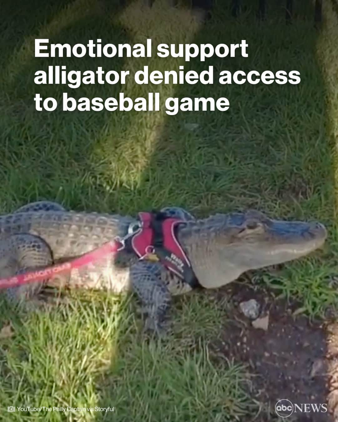 ABC Newsのインスタグラム：「LATER GATOR: This emotional support alligator was denied entry into the Philadelphia Phillies baseball game at Citizens Bank Park. MORE AT LINK IN BIO.」