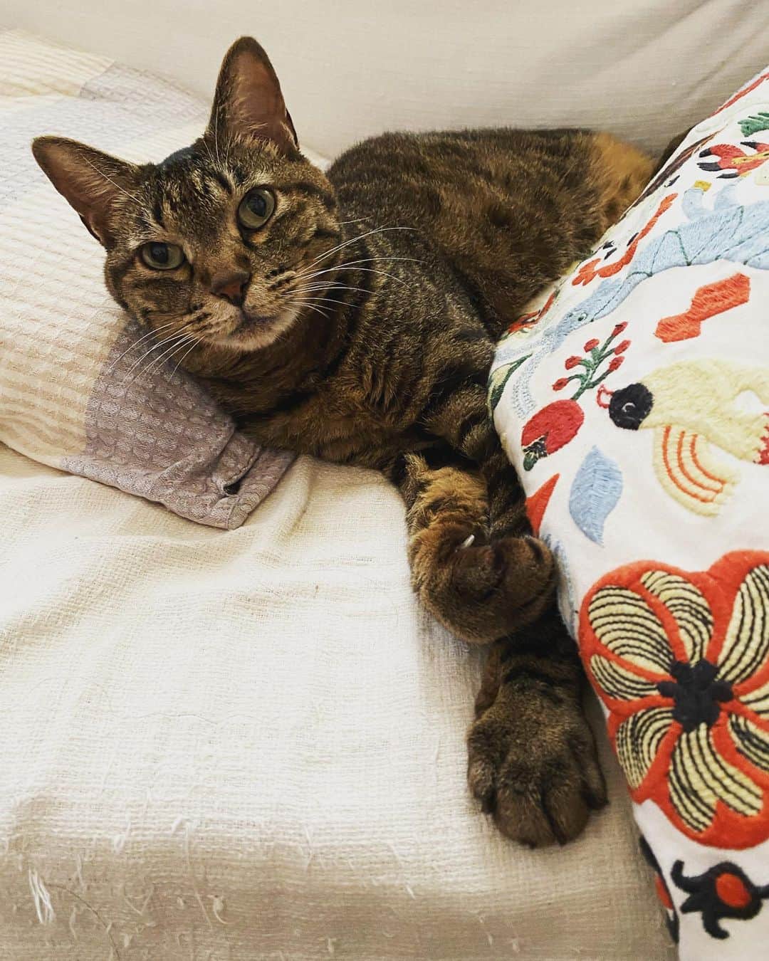 相原コージのインスタグラム：「#ねこ　#キジトラ　#cat #catstagram」