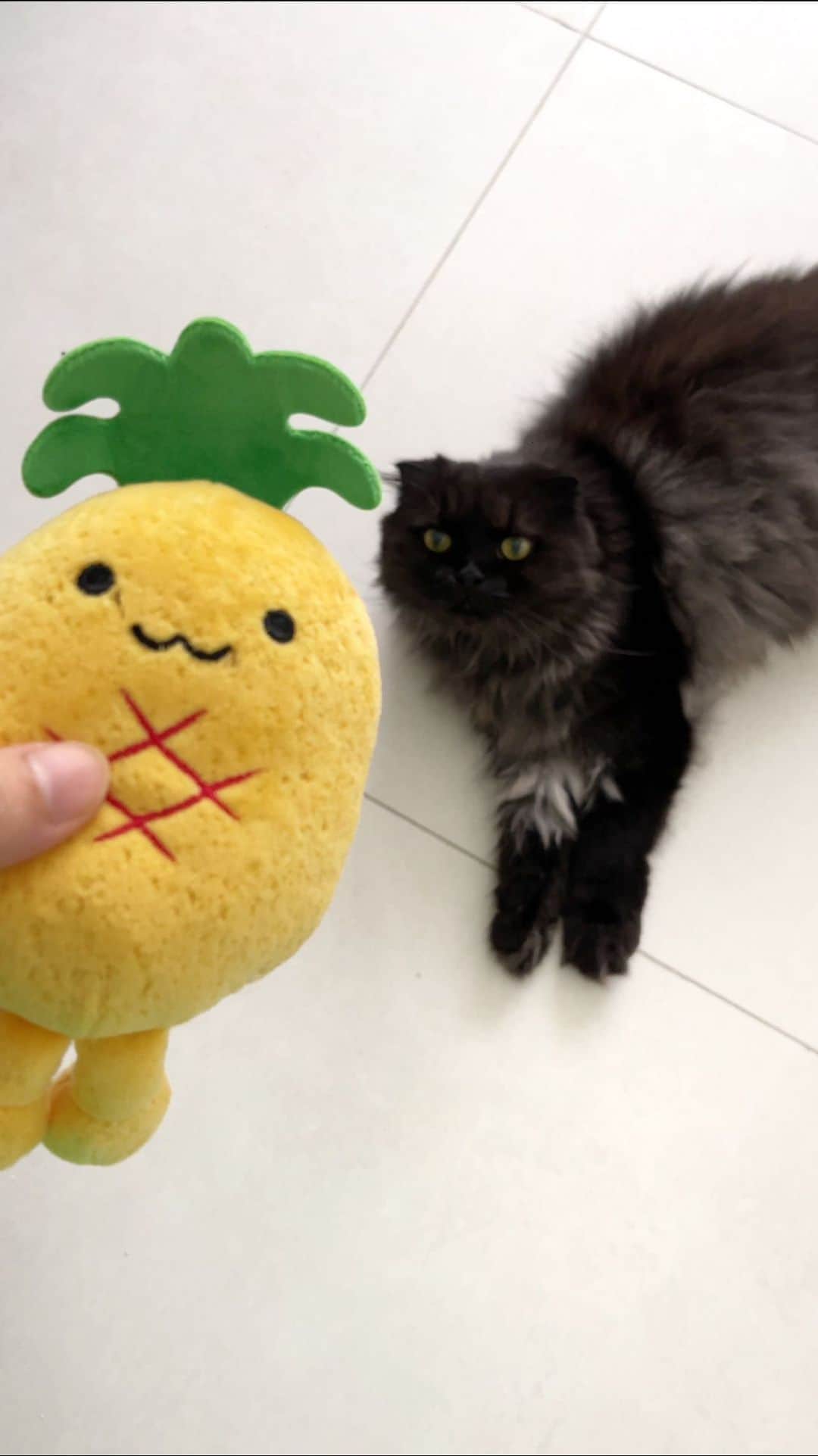 ギモのインスタグラム：「파인애플군 세탁기념 중간점검🍍 얼마나 물고 돌아다녔는지 메쉬 직전이예요ㅎㅎ 때가 꼬질꼬질해서 욕실에서 픽업해서 세탁망에 넣고 빨았는데 건조기까지 돌렸더니 솜이 엄청 볼륨있어짐ㅋㅋ  초록색 이파리 부분은 안물고 솜 들어있는 쪽만 물었더라구요. 자주 무는 자리는 구멍이 제법 큼ㅋㅋ  인형 사줄맛 나는 우리 즘장님!🥹🧸 엄마가 귀여운거 또 사올께!  #cat #tencho #점장님의애착인형」