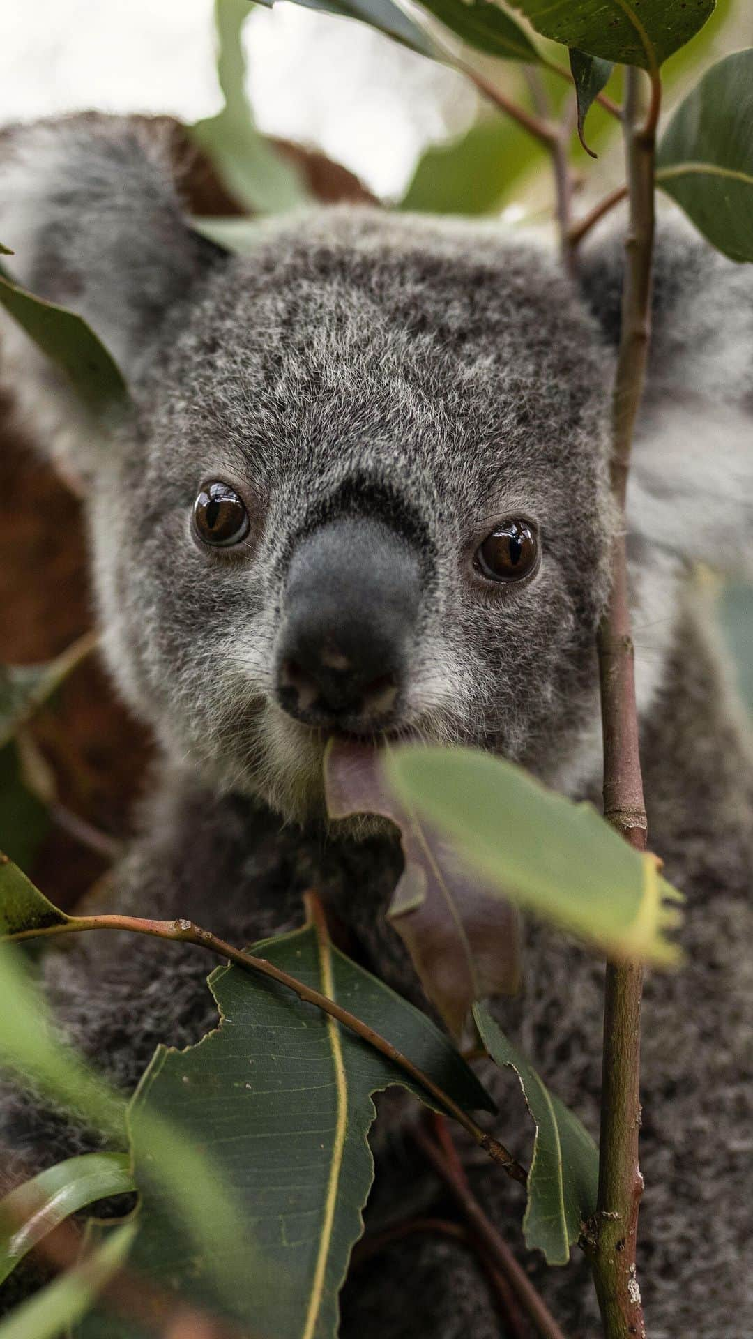 タロンガ動物園のインスタグラム