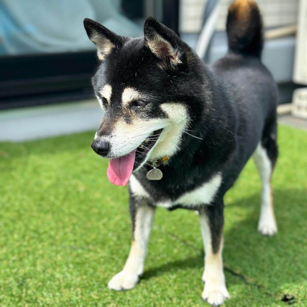 vo_coのインスタグラム：「🐾 こたちゃんバルコニーではハッスルするの巻 ＊#shibastagram #instashiba #shiba #shibainu #黒柴 #柴犬」