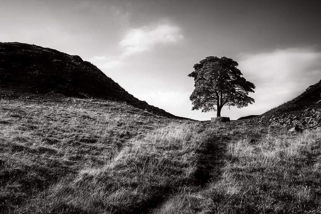 Robert Clarkさんのインスタグラム写真 - (Robert ClarkInstagram)「The world is so very hard to understand sometimes. I will never understand why someone would do this. A man in his 60s has been arrested by officers investigating the felling of the world-famous Sycamore Gap tree in Northumberland, police have said. The tree, next to Hadrian’s Wall, was cut down overnight between Wednesday and Thursday in what detectives have called a “deliberate act of vandalism”. It was made famous in a key scene in Kevin Costner’s 1991 film Robin Hood: Prince of Thieves and was among the UK’s most photographed trees. I worked on a story about #RomanWalls for @NatGeo and spent a few weeks on or around Hadrian’s Wall. The iconic landscape that is Sycamore Gap, didn’t make the edit for the story, it was to easy a picture to shoot, like a nice sunset. It was destroyed this week for no reason, a view that gave an unknowable number of people joy. Millions of pictures have been shot of this tree, I am very happy I have my own. #natgeo #hadrianswall #sycamoregaptree」9月30日 11時40分 - robertclarkphoto