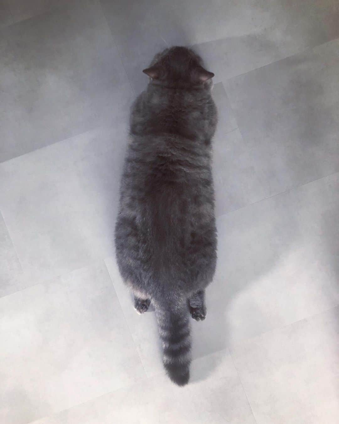 Pancakeさんのインスタグラム写真 - (PancakeInstagram)「the daily sploot 🥔 #cats #munchkincat #マンチカン短足 #まんちかん #猫部 #ねこ部 #猫のいる暮らし」9月30日 11時44分 - nugget_pancake