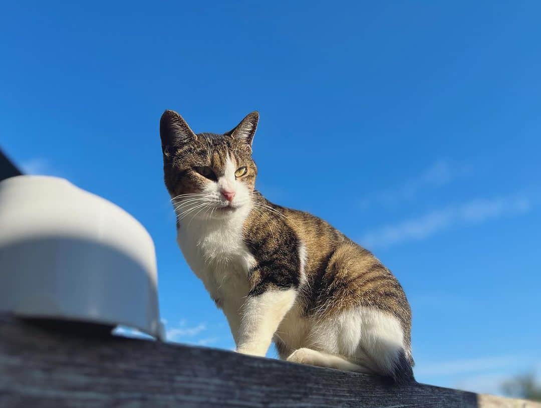 川上麻衣子さんのインスタグラム写真 - (川上麻衣子Instagram)「2018年田代島で出逢ったタッシーを探しに5年ぶりに訪れた旅。タッシーとても似た猫を見つけると、すぐに近寄り独特の鼻の柄を確認しましたが、会うことは叶いませんでした。外で暮らす猫にとって5年という月日はなかなか難しいのかもしれません。タッシーが暮らしていたとマンガアイランドという場所に猫はほとんどいなくなっていました。 タッシーが過ごしたであろう場所を散歩しながら、少し切ない気持ちでしたが、今回5年ぶりに私を迎えてくれたもう1匹の猫。グリピン！前回来た時には名前も知らずに、ただとても綺麗だったので絵を描いていました。 その子が今回の私の旅にはずっと側にいてくれて、昨夜は満月を共に眺め、宿を後にする時には、どこからからスッと玄関前に現れてお見送りをしてくれました！近々に旅の思い出をまた書き記したいと思います。タッシー会いたかったなぁ。でも私の心にはずっといるからね！」9月30日 11時50分 - kawakami.maiko