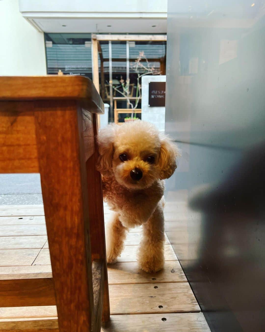 廣瀬規子さんのインスタグラム写真 - (廣瀬規子Instagram)「🐩🐩💕  もぅ、可愛くて倒れそ🙈💕  #dog #dogstagram  #poodle  #toypoodle  #maltesepoodle  #トイプードル  #マルプー #やっぱり犬が好き  #多頭飼い」9月30日 11時59分 - noriko_style