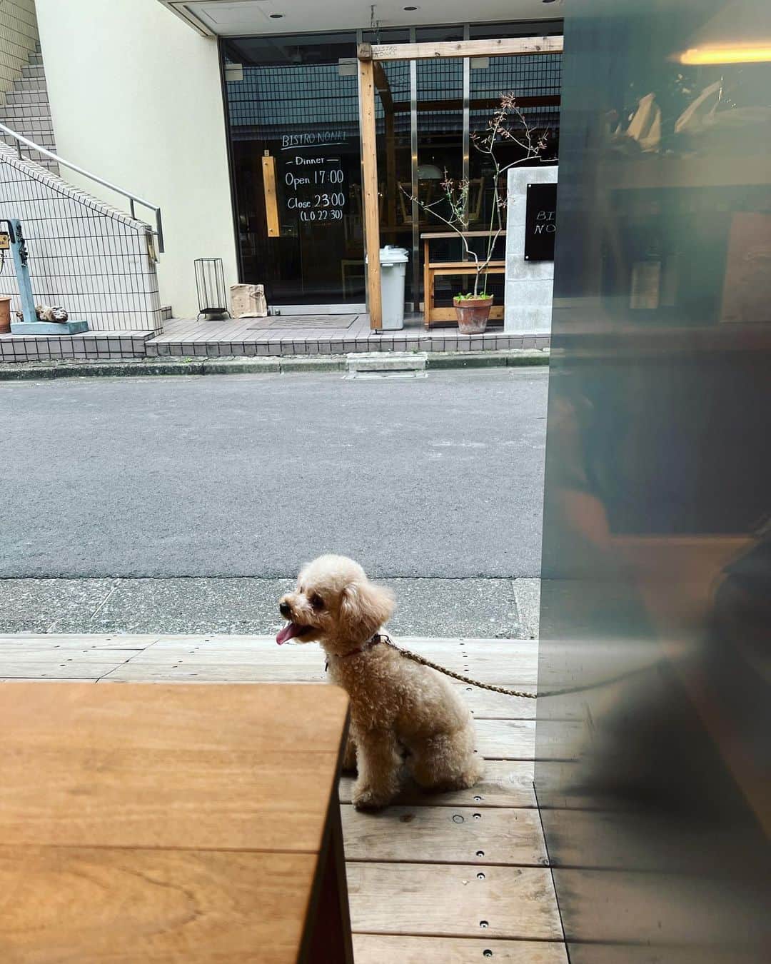 廣瀬規子さんのインスタグラム写真 - (廣瀬規子Instagram)「🐩🐩💕  もぅ、可愛くて倒れそ🙈💕  #dog #dogstagram  #poodle  #toypoodle  #maltesepoodle  #トイプードル  #マルプー #やっぱり犬が好き  #多頭飼い」9月30日 11時59分 - noriko_style