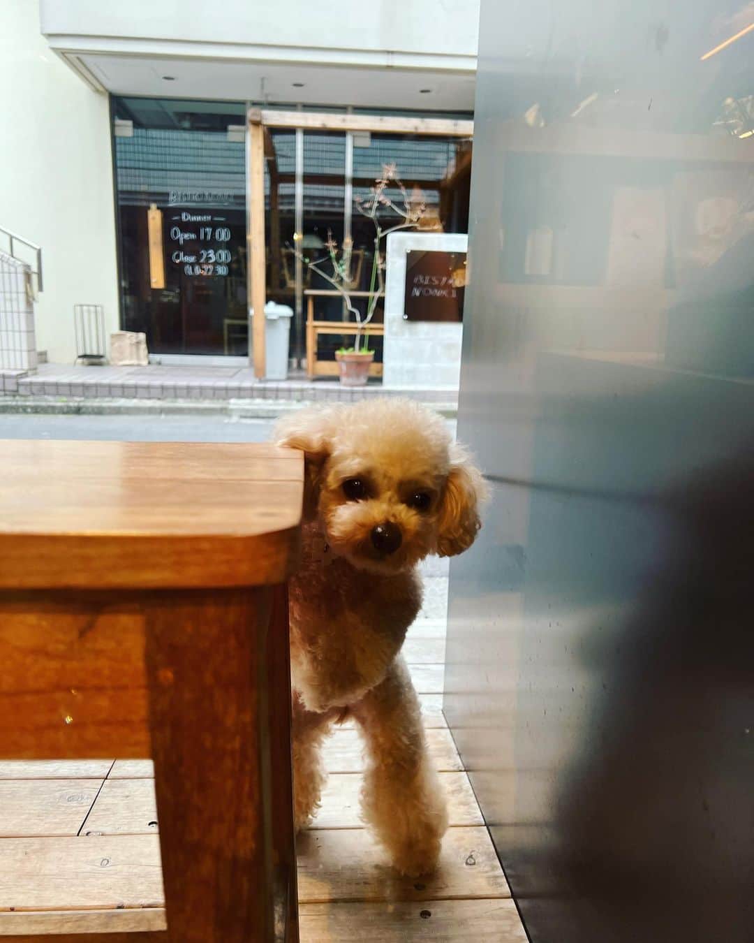 廣瀬規子さんのインスタグラム写真 - (廣瀬規子Instagram)「🐩🐩💕  もぅ、可愛くて倒れそ🙈💕  #dog #dogstagram  #poodle  #toypoodle  #maltesepoodle  #トイプードル  #マルプー #やっぱり犬が好き  #多頭飼い」9月30日 11時59分 - noriko_style