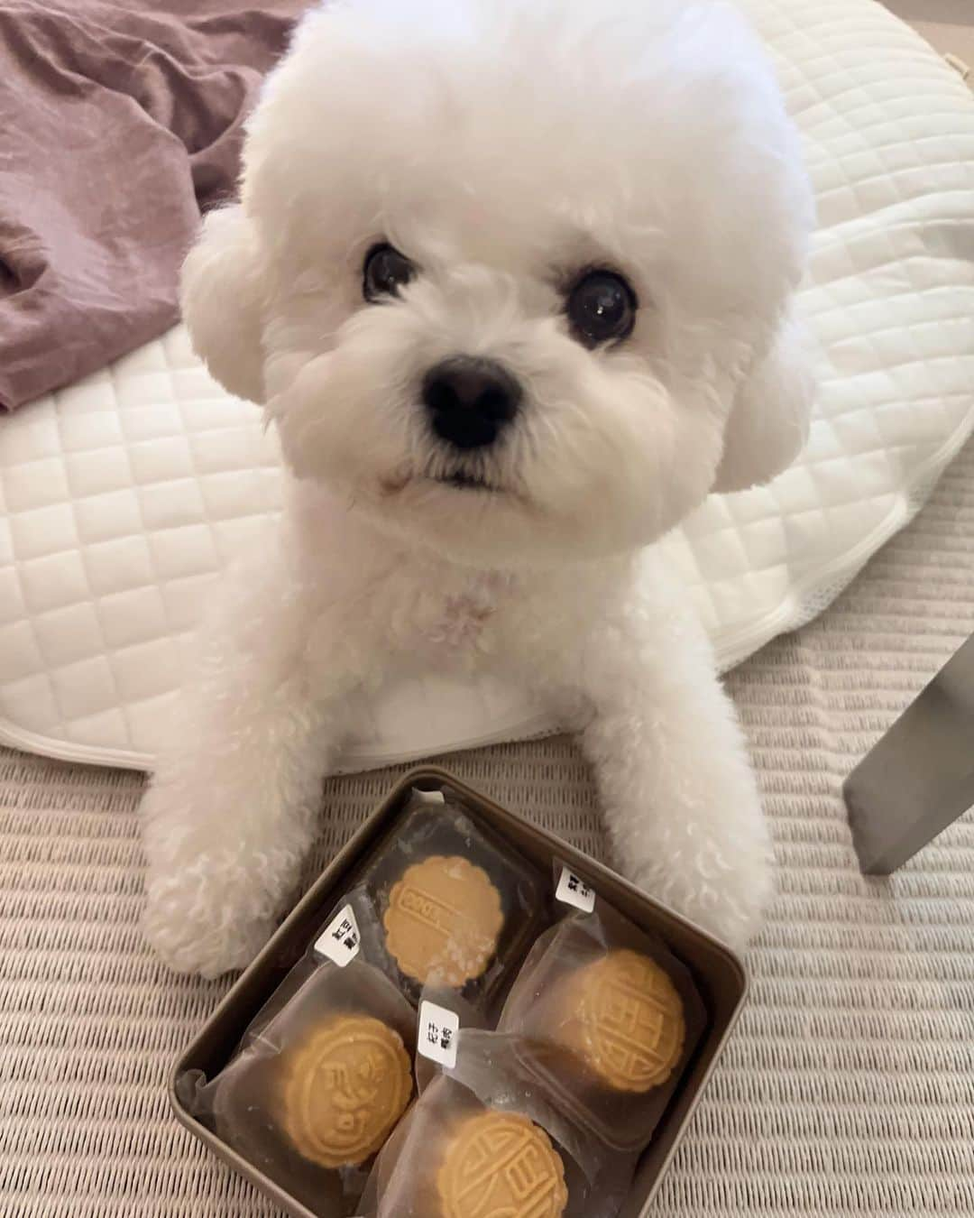 ソン・ヘギョさんのインスタグラム写真 - (ソン・ヘギョInstagram)「🐶🥮」9月30日 12時26分 - kyo1122