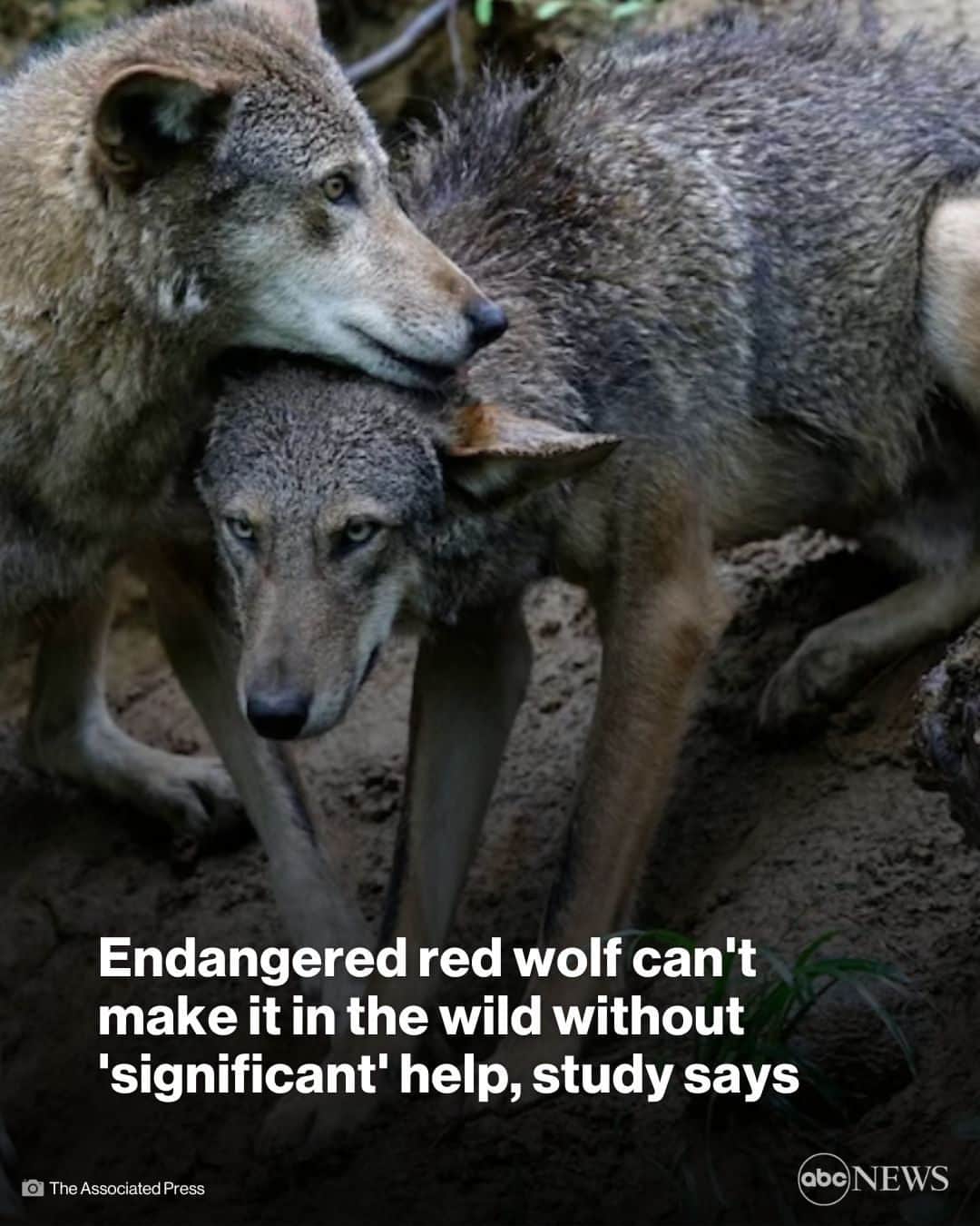 ABC Newsさんのインスタグラム写真 - (ABC NewsInstagram)「The endangered red wolf can survive in the wild, but only with “significant" help, a new study shows.   The U.S. Fish and Wildlife Service released an updated recovery plan for “Canis rufus” — calling for spending nearly $328 million over the next 50 years to get the red wolf off the endangered species list.  Read more at the link in bio.」9月30日 13時00分 - abcnews