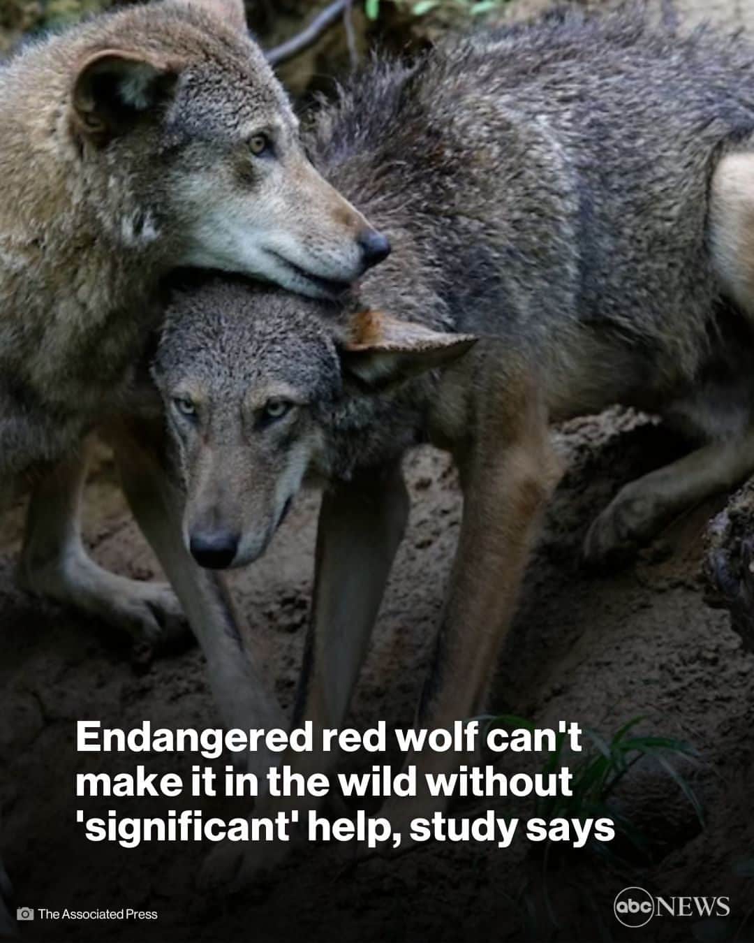 ABC Newsのインスタグラム：「The endangered red wolf can survive in the wild, but only with “significant" help, a new study shows.   The U.S. Fish and Wildlife Service released an updated recovery plan for “Canis rufus” — calling for spending nearly $328 million over the next 50 years to get the red wolf off the endangered species list.  Read more at the link in bio.」
