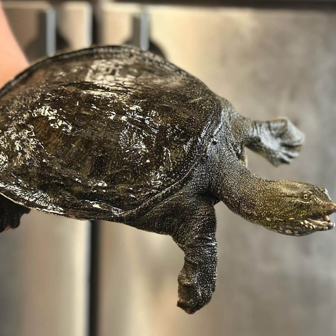 青木栄美子さんのインスタグラム写真 - (青木栄美子Instagram)「. 【スッポン鍋はじめました！🐢】  民宿初代のおじいちゃんが お客さんに出していた、スッポン鍋🐢  馴染みのある方は少ないと思いますが、 みなさんは食べたことありますか？  うちの宿では、10年ほど前まで 「元気が出る」高級食材鍋として 常連のお客さんに出していて、 隠れた人気メニューでした。  私たちが継いだ時点ではもう スッポン鍋はメニューになかったのですが、 いまだにお客さんから、 「また食べたい」と要望も多くいただいていたので、 このたび、裏メニューの「スッポン鍋」を 復活させることになりました！  スッポンは生命力が強く、 食べると滋養強壮によいとされていますが 食材を扱う側になってよく観察していると、 本当にスッポンって強いなと思います笑  生きたスッポンを生け簀に入れておくと すごい動くから 夜中にもゴソゴソ物音がして怖いし、笑  さばいてから30分くらい経っても まだ心臓が動いていて なんなら頭を落としてもしばらく 頭だけで動いているし  昔の人が、 スッポンの強い生命力にあやかりたい！と 思うのも納得です。笑  スッポンは甲羅と身を 何時間もアクを取り続けながら煮込むと 濁りのない黄金に輝く美味しいスープに 仕上がるんです（これが大変） スープがビックリするくらい美味しい！✨✨  また、スッポンの肉のほうも、 見た目を裏切る美味しさ。 しいて例えるなら、鶏肉にちょっと似てるかな。  プルプル食感の甲羅も、 レバーもメチャクチャ美味しい‼️  スッポン鍋は甲羅がそのまま入っていて なかなか見た目にインパクトがあるので 食べるのに勇気が必要ですが、 先入観を一度取り払って、 すっぽん鍋、トライしてみてほしいな思いますー！✨  私は昨日試作したあと鍋食べました！ 具材を食べ切った後のスッポンスープに ごはんを入れて、 最後の一滴までおじやにして味わった😋 肌に良いって聞くからね👂  心なしか、女将は今日、 肌の調子がとっても良いわ😏❣️  気になる方は宿に問い合わせください😁 @aomasa.himi   #スッポン #スッポン鍋  #新メニュー #すっぽん #すっぽん料理  #民宿あおまさ  #あおまさ #氷見 #氷見グルメ #氷見ランチ  #氷見ディナー #北陸グルメ  #北陸旅行 #サウナ #サ飯  #サ飯で一杯  #富山 #富山グルメ #富山駅  #富山観光 #北陸新幹線 #北陸デート  #氷見漁港 #氷見の民宿」9月30日 12時33分 - emikooo000